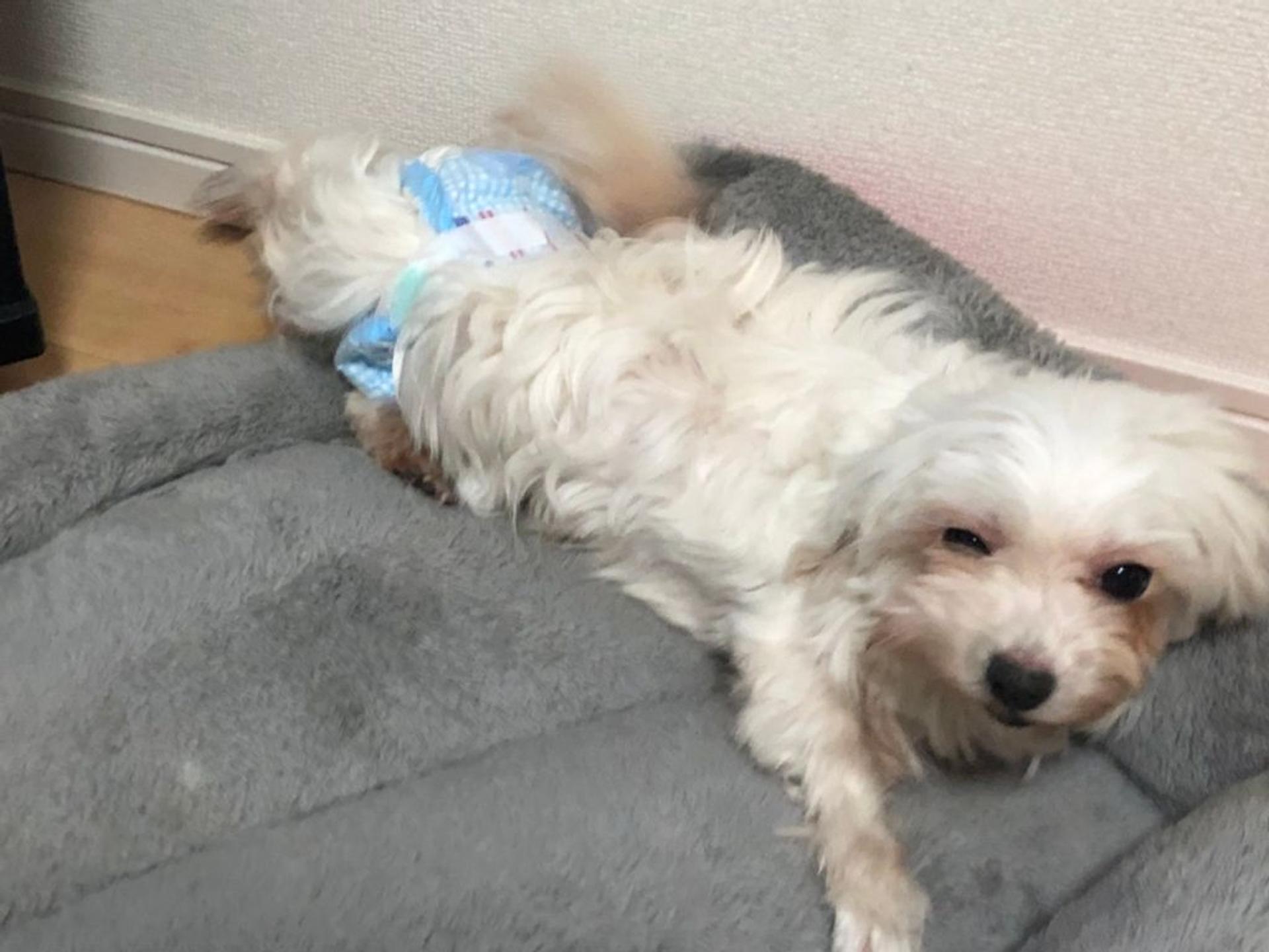 pet-image-5