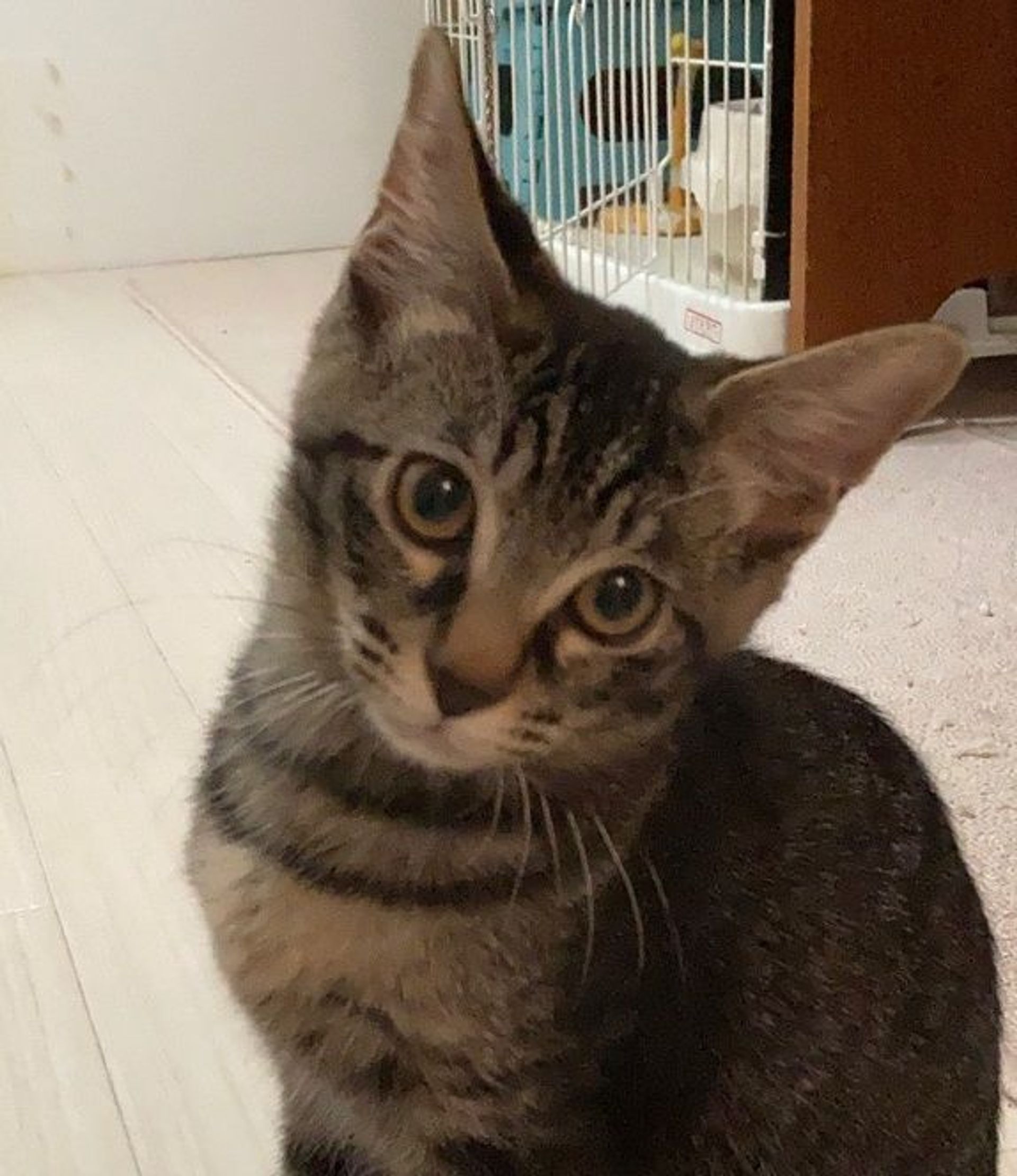 雑種（ミックス猫）・オスの里親募集の写真