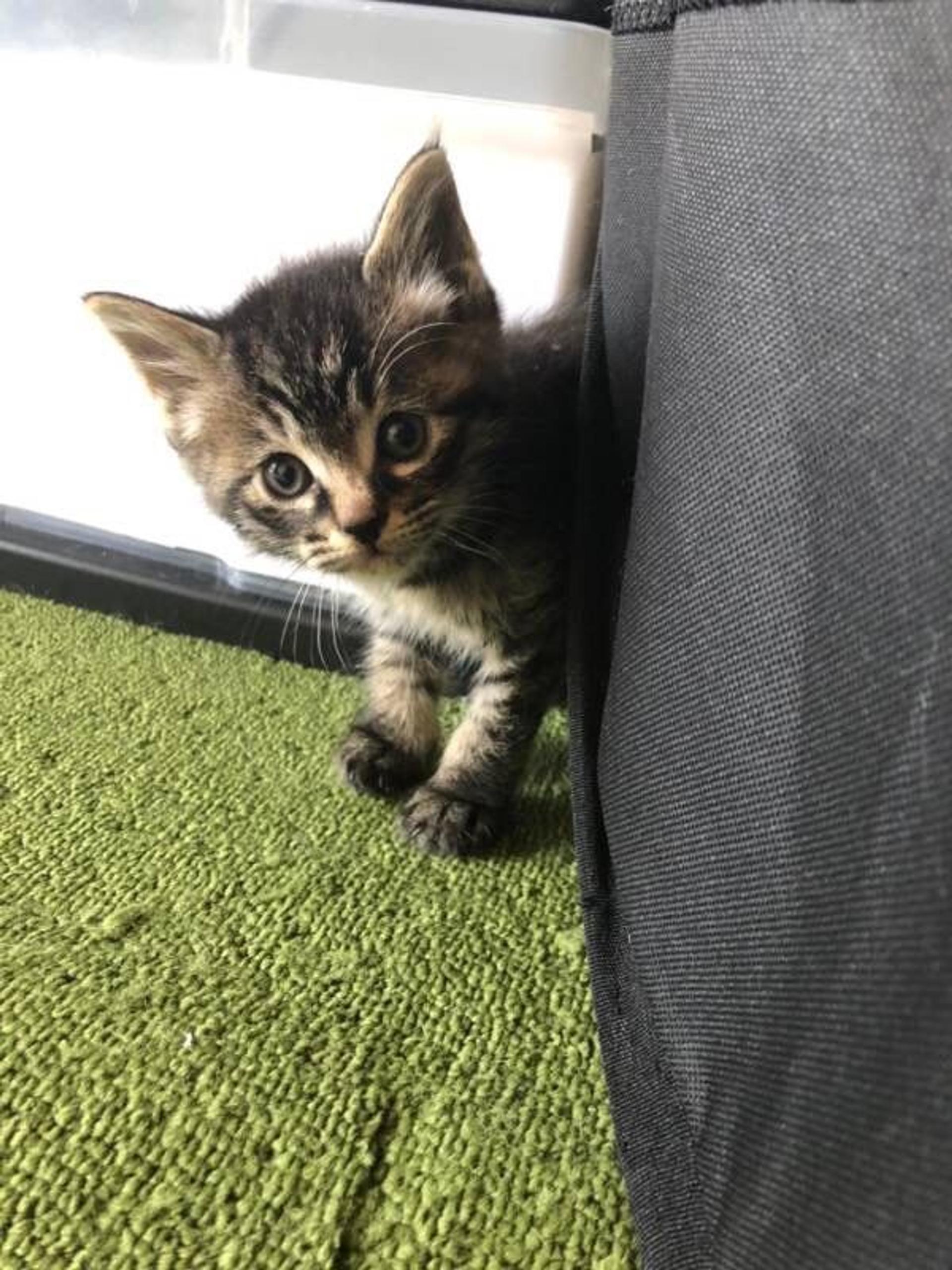 pet-image-3
