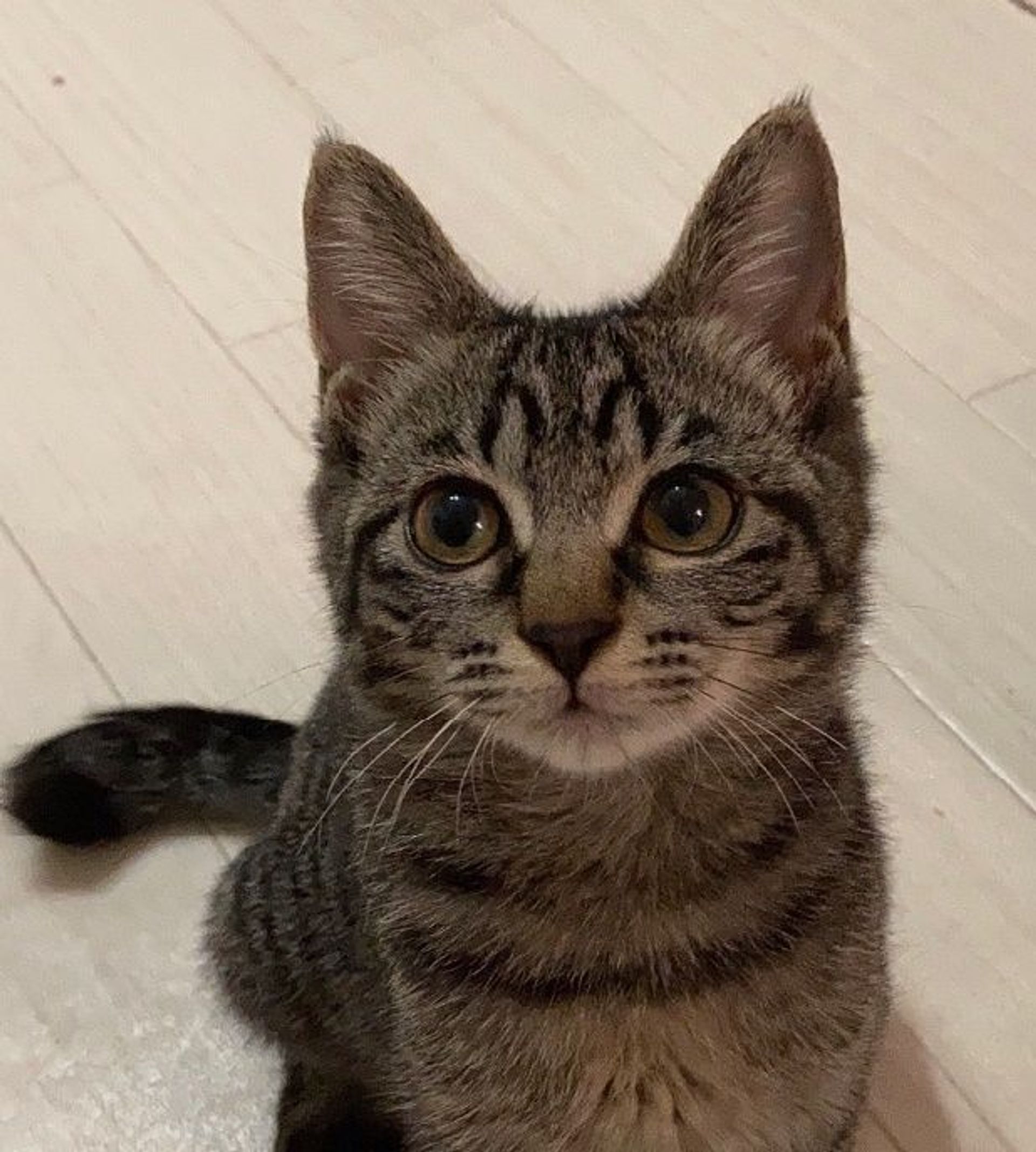 雑種（ミックス猫）・メスの里親募集の写真