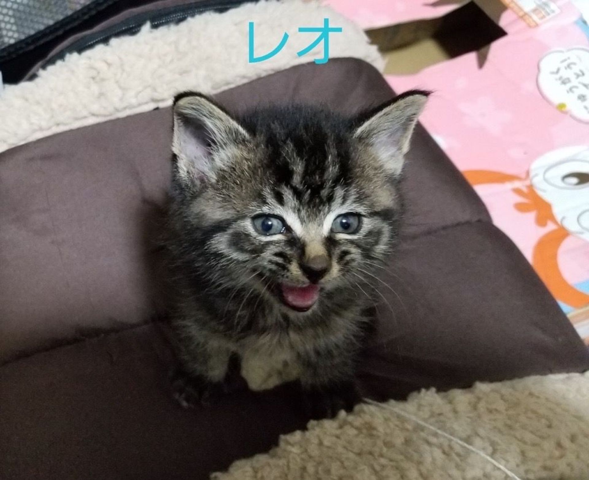 雑種（ミックス猫）・オスの里親募集の写真