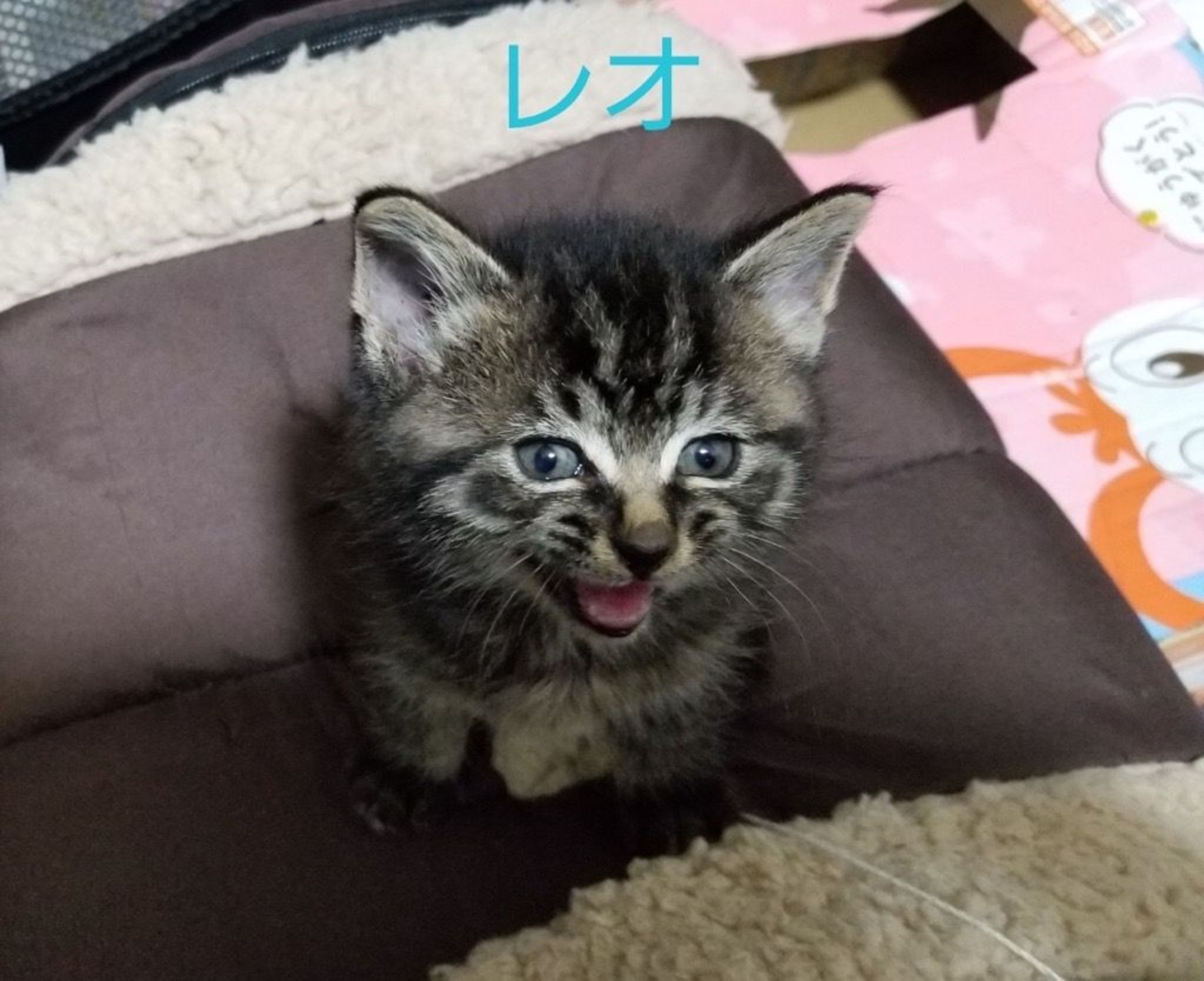 雑種（ミックス猫）・オスの里親募集の写真