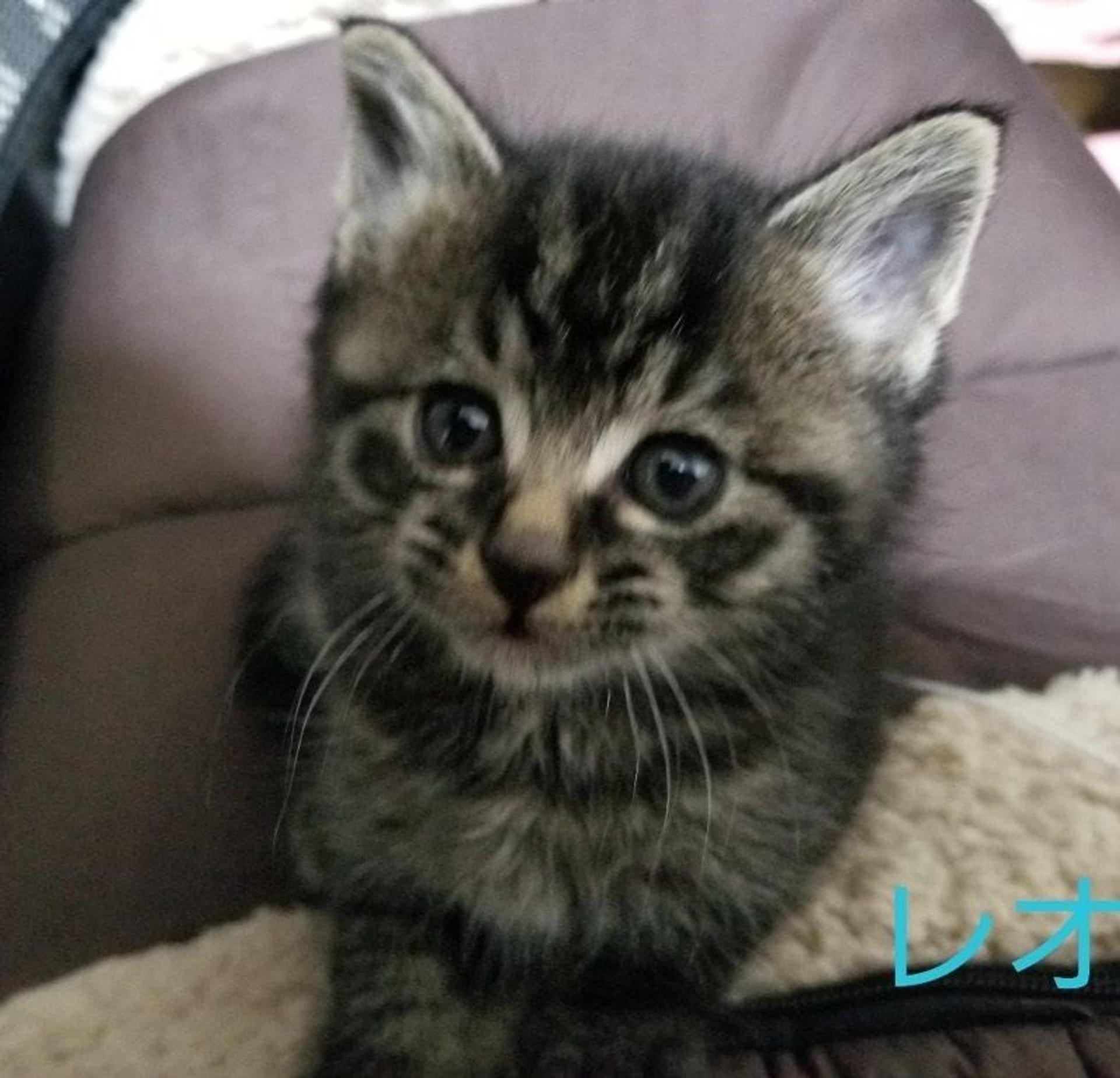 pet-image-2