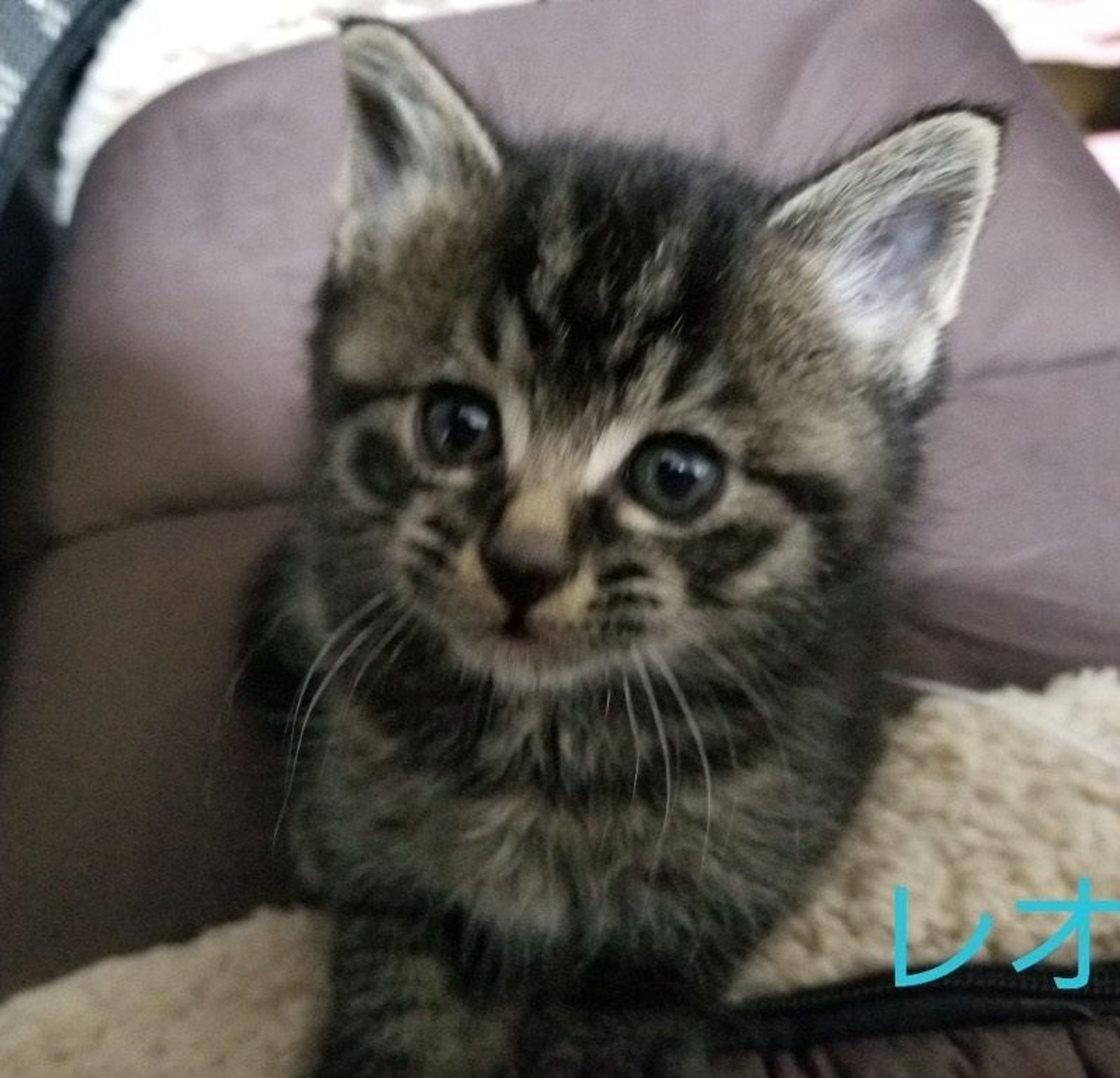 pet-image-2