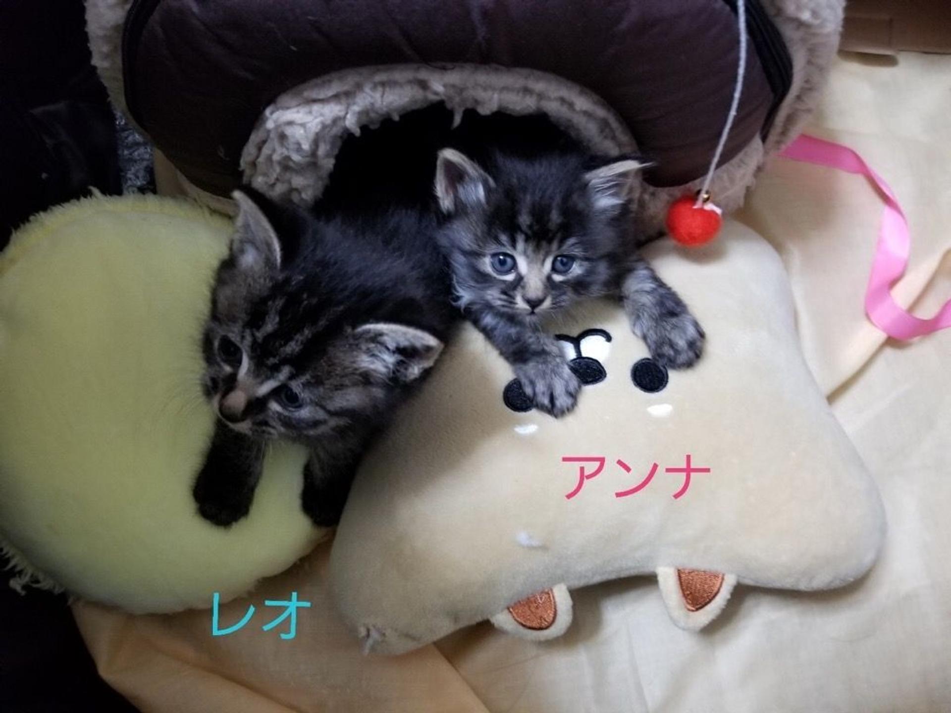 pet-image-3