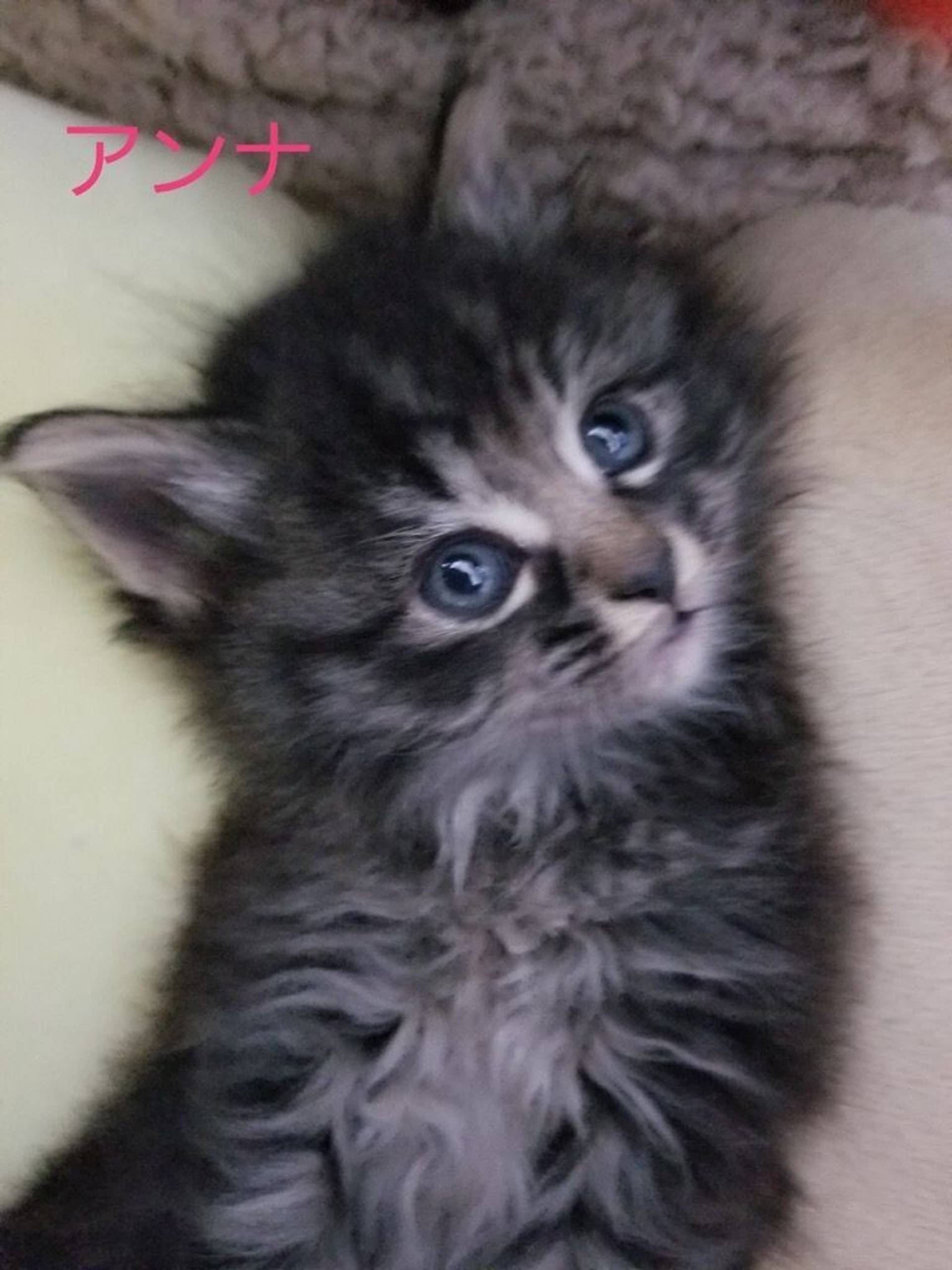 雑種（ミックス猫）・メスの里親募集の写真