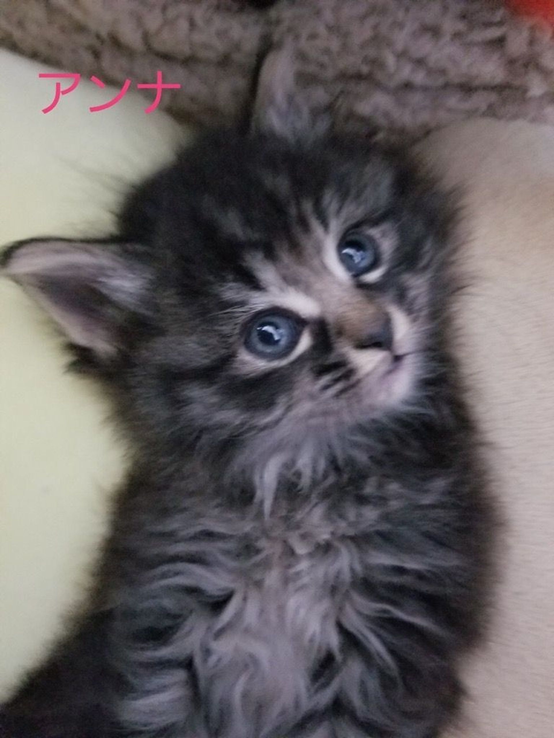 雑種（ミックス猫）・メスの里親募集の写真