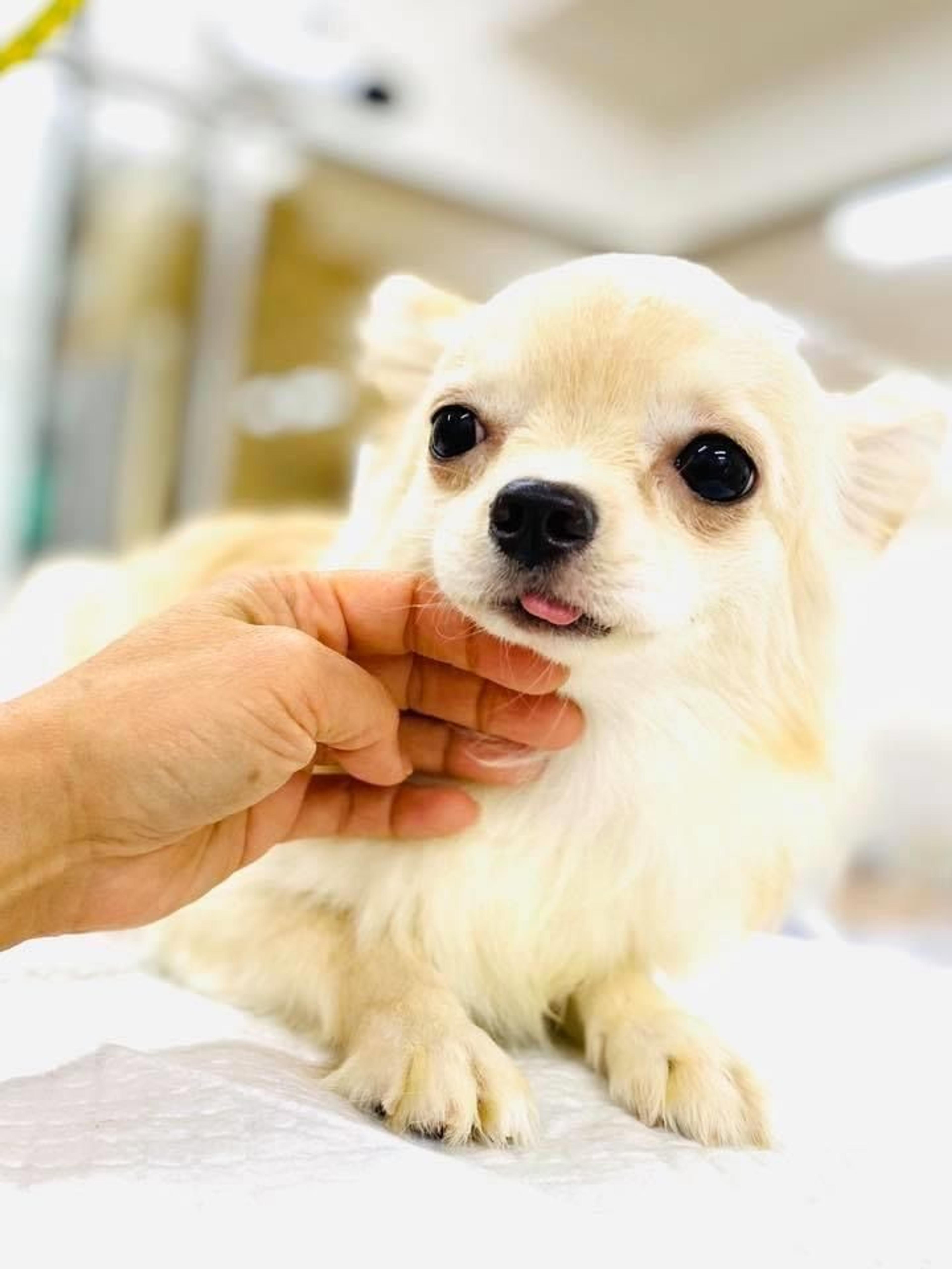pet-image-2