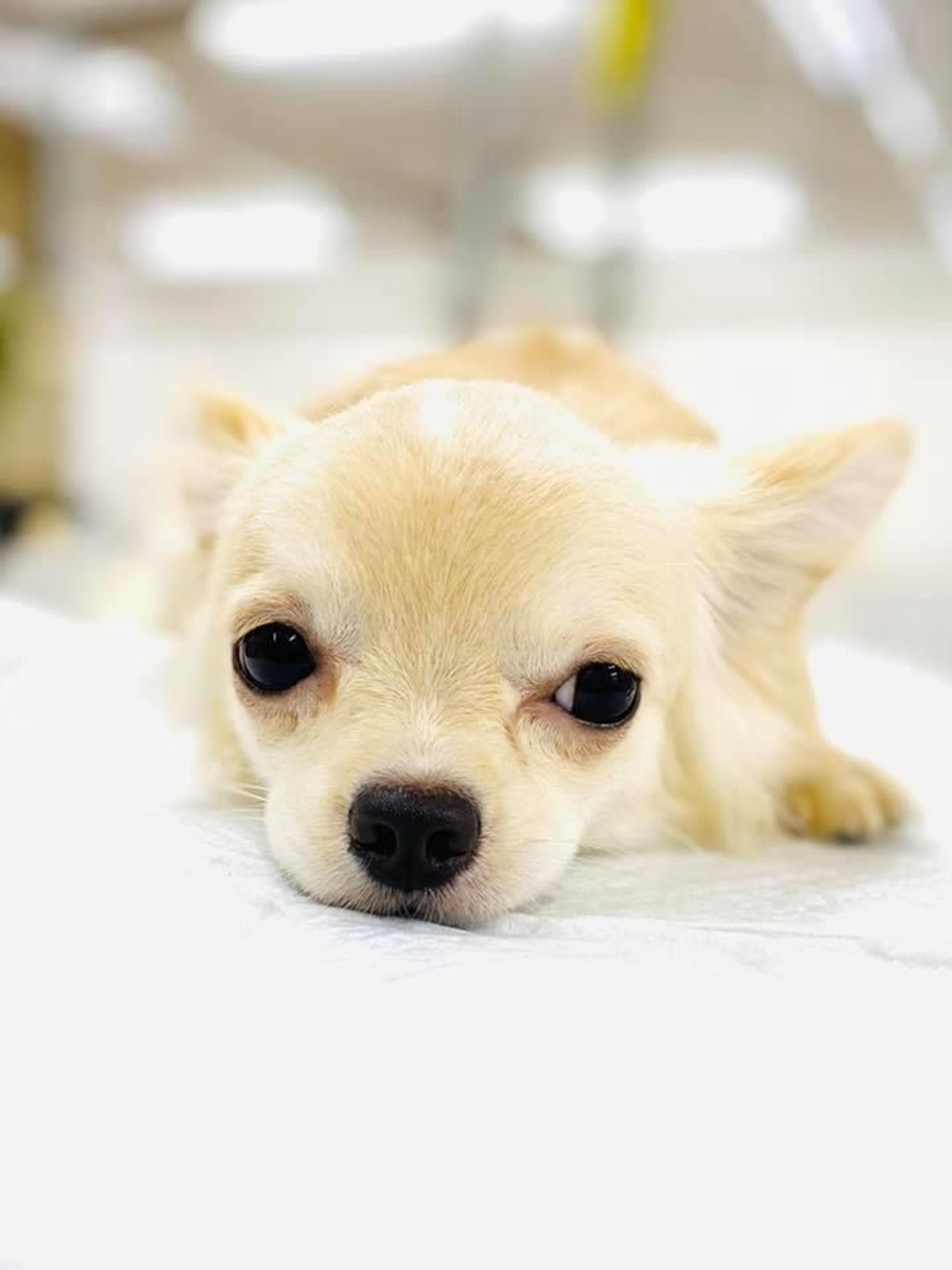 pet-image-3