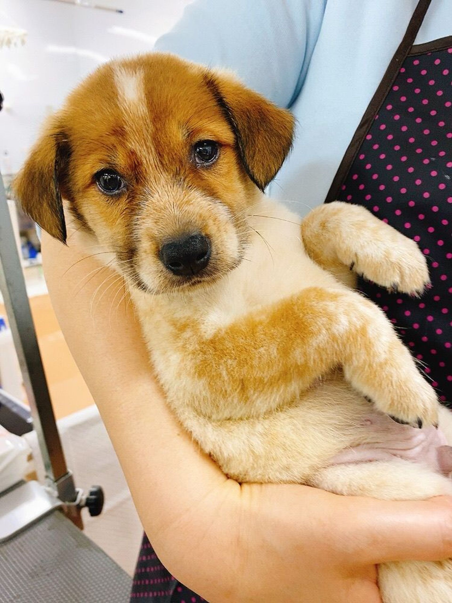 雑種（ミックス犬）・オスの里親募集の写真