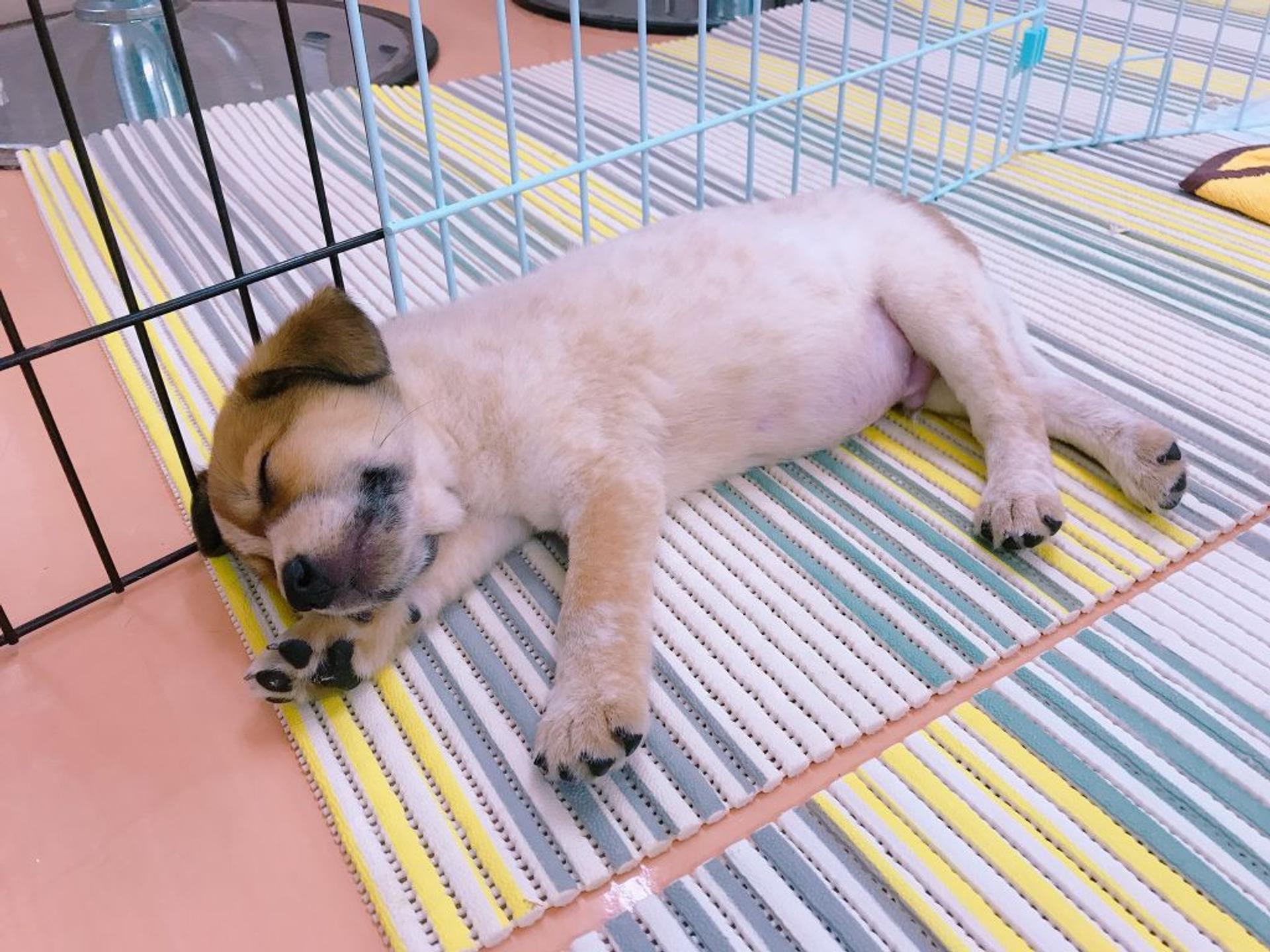 pet-image-3