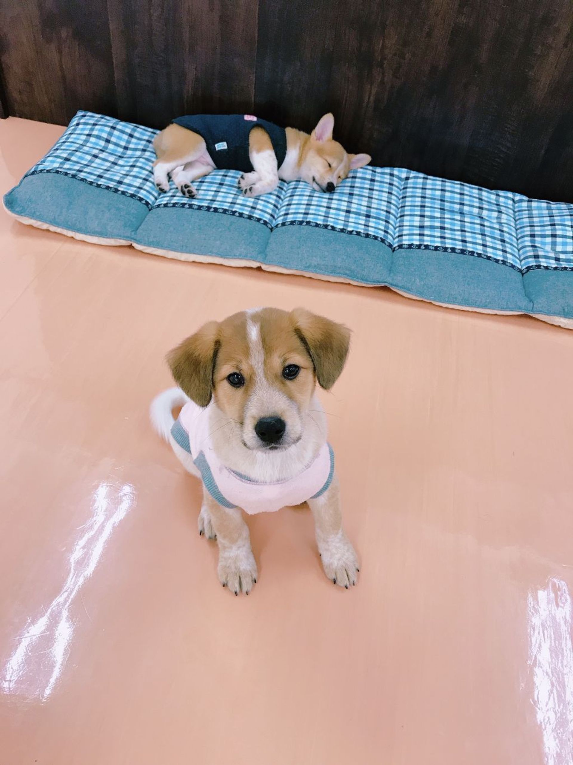 雑種（ミックス犬）・オスの里親募集の写真