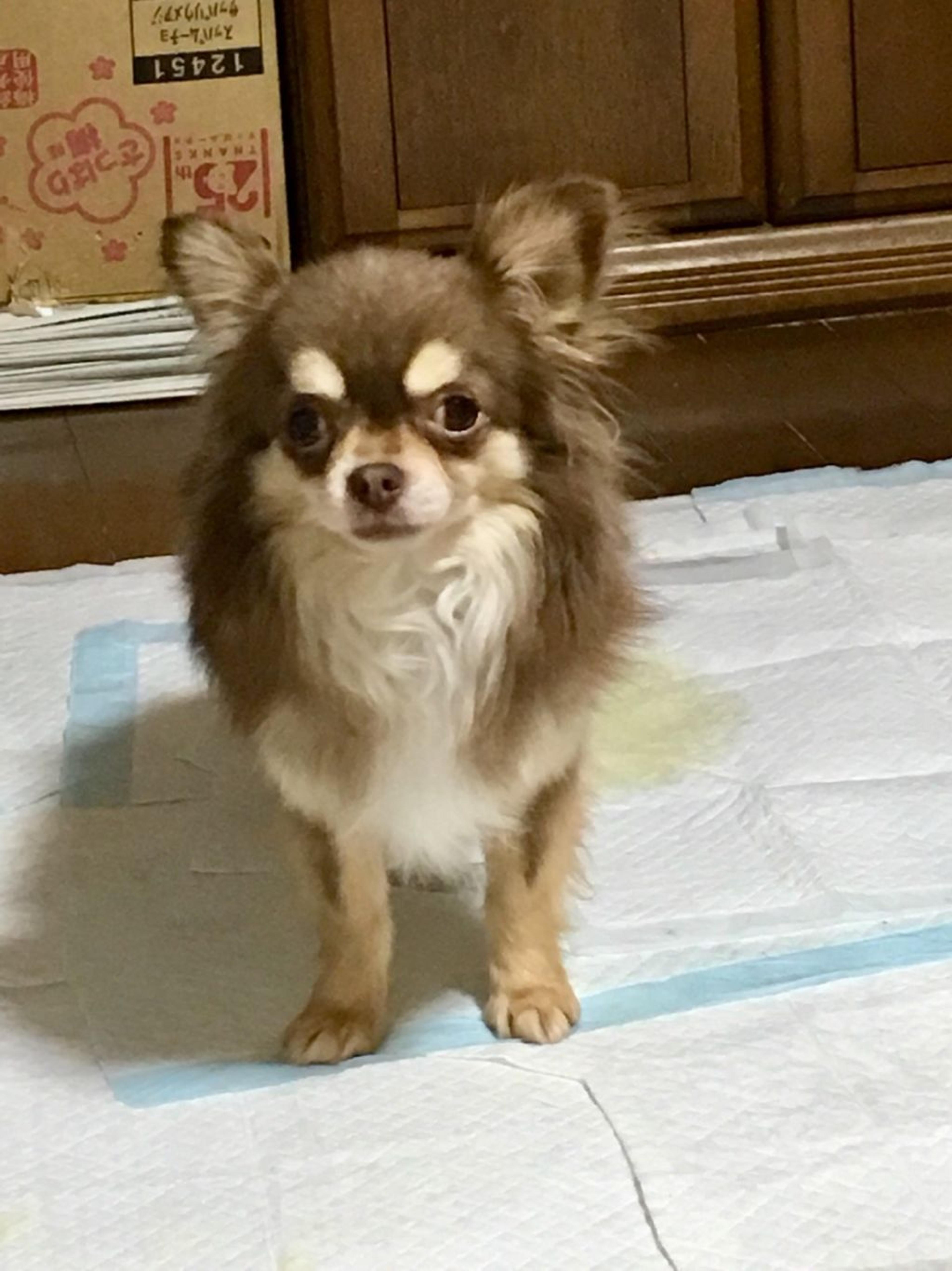 pet-image-2