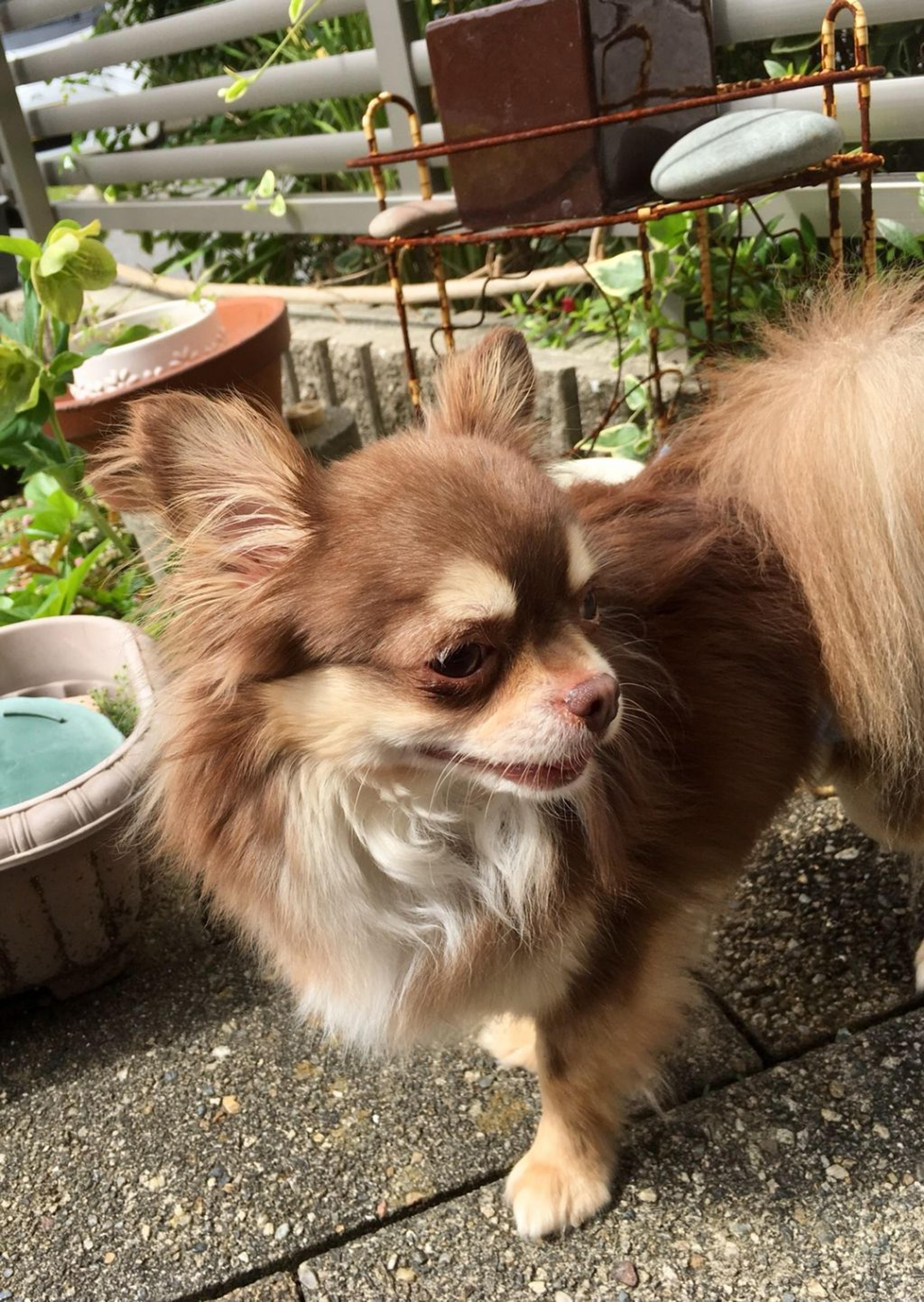 pet-image-3