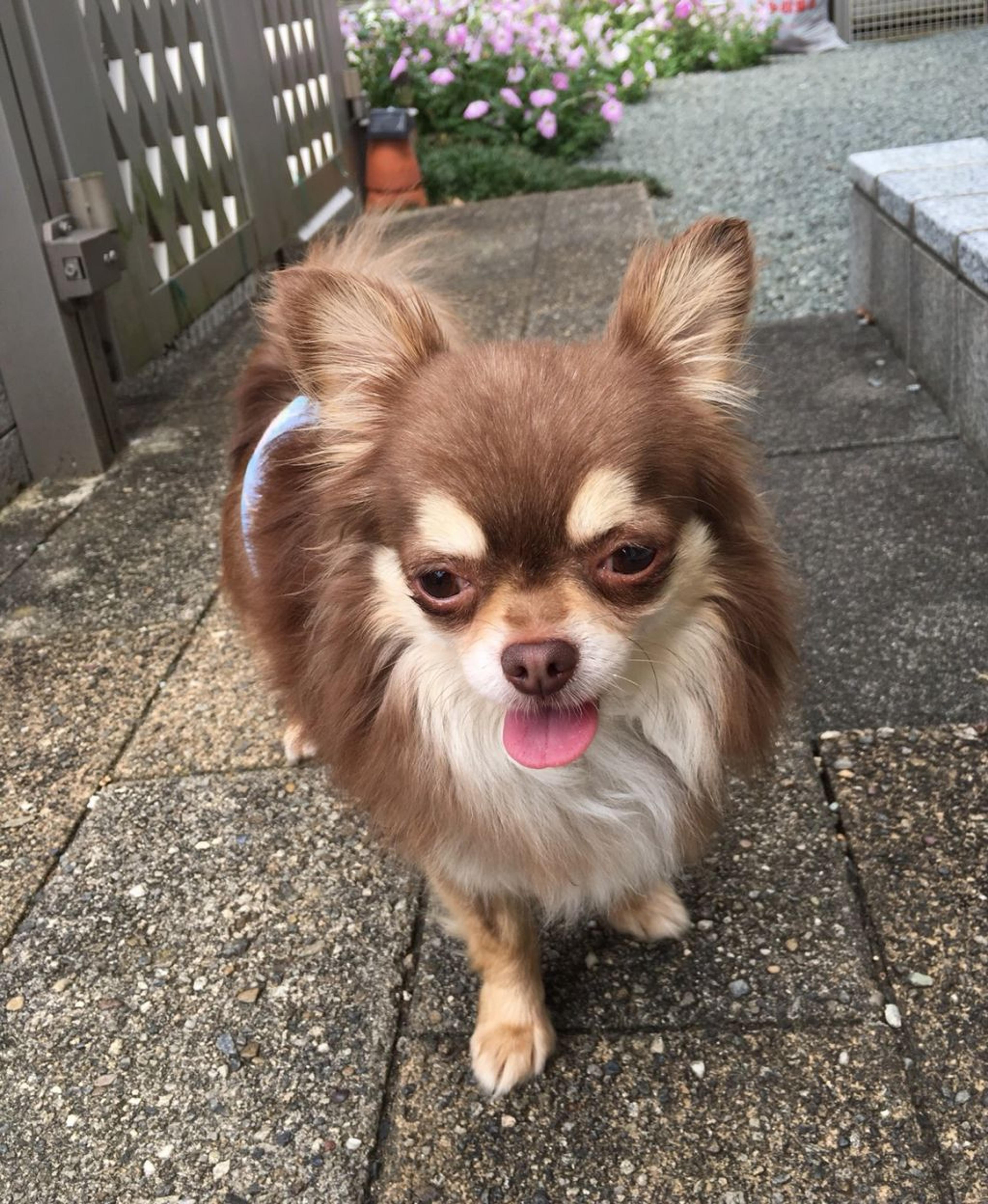 pet-image-4
