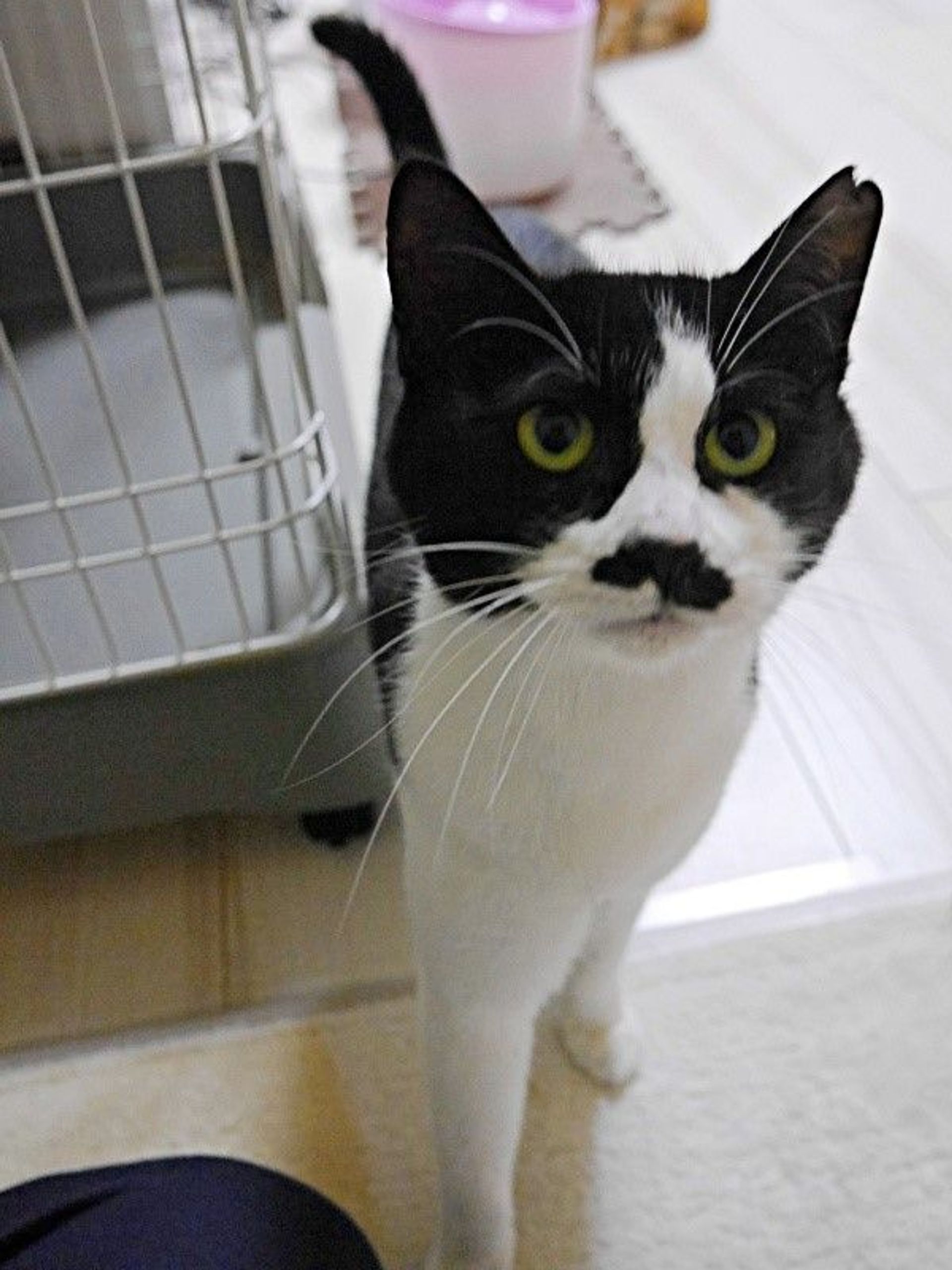 雑種（ミックス猫）・メスの里親募集の写真