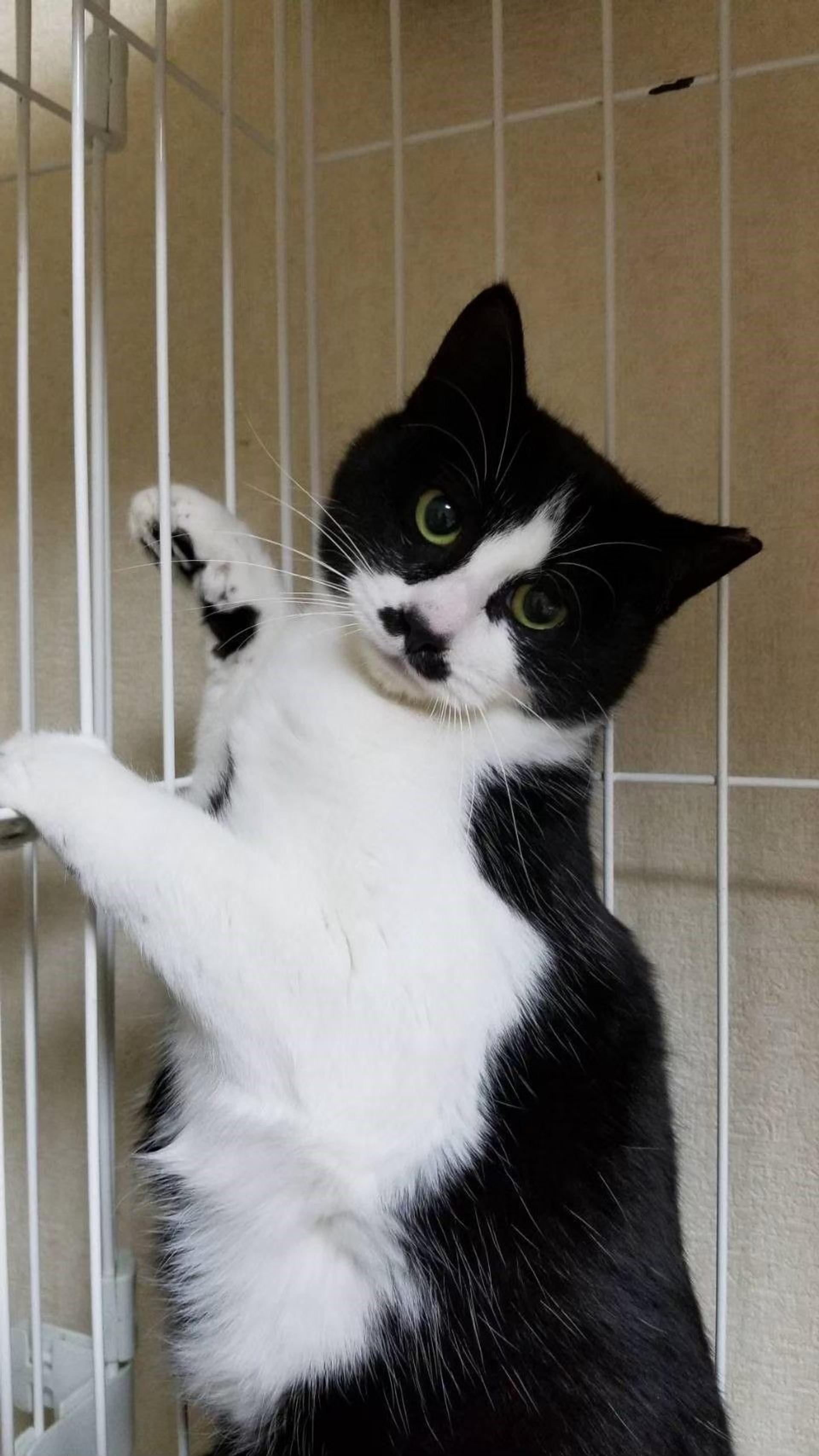 pet-image-2