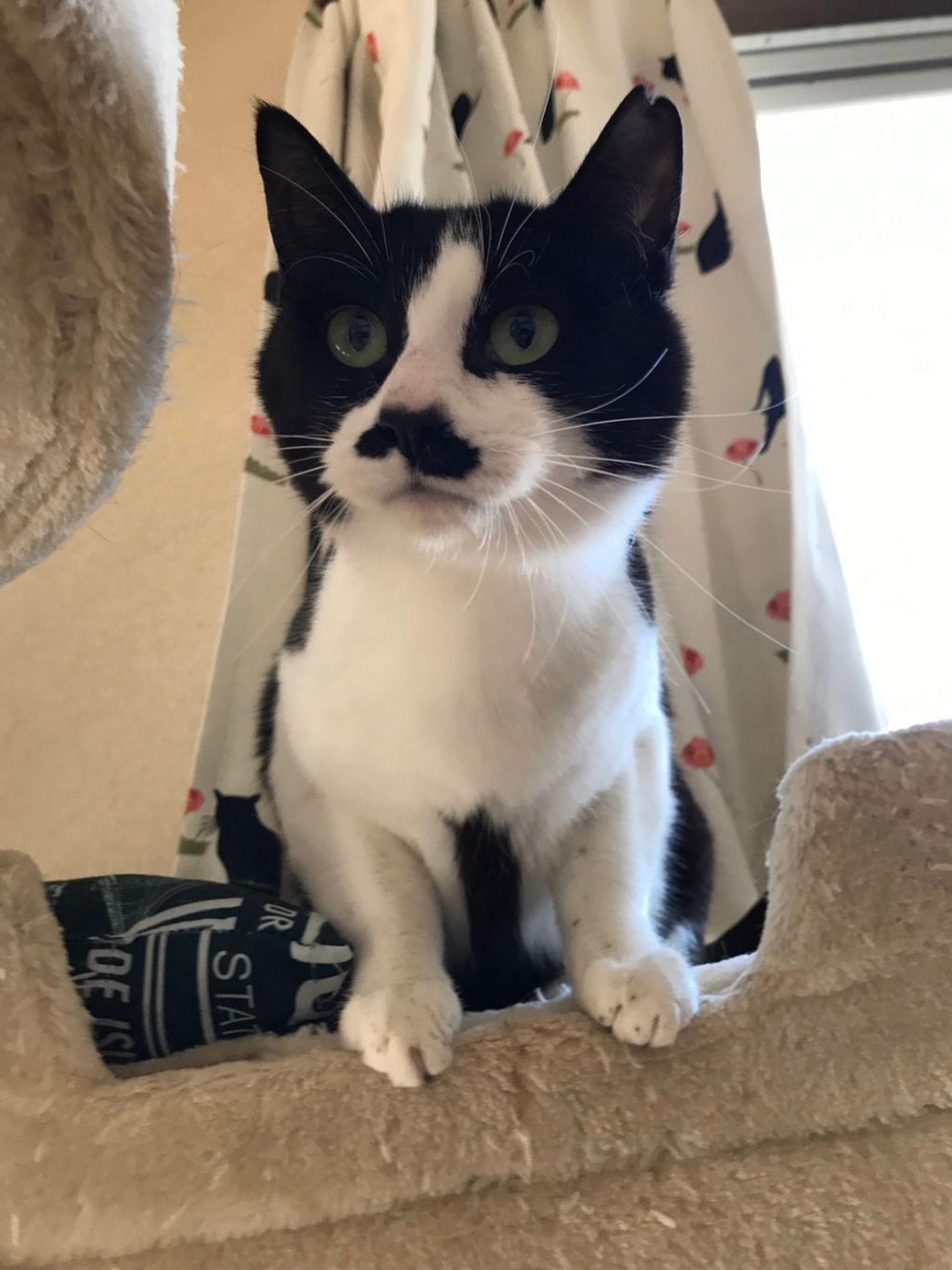 pet-image-6