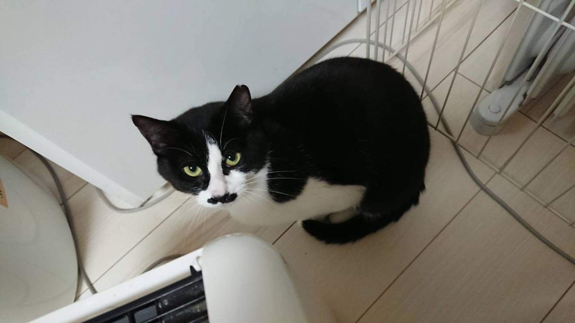 pet-image-8