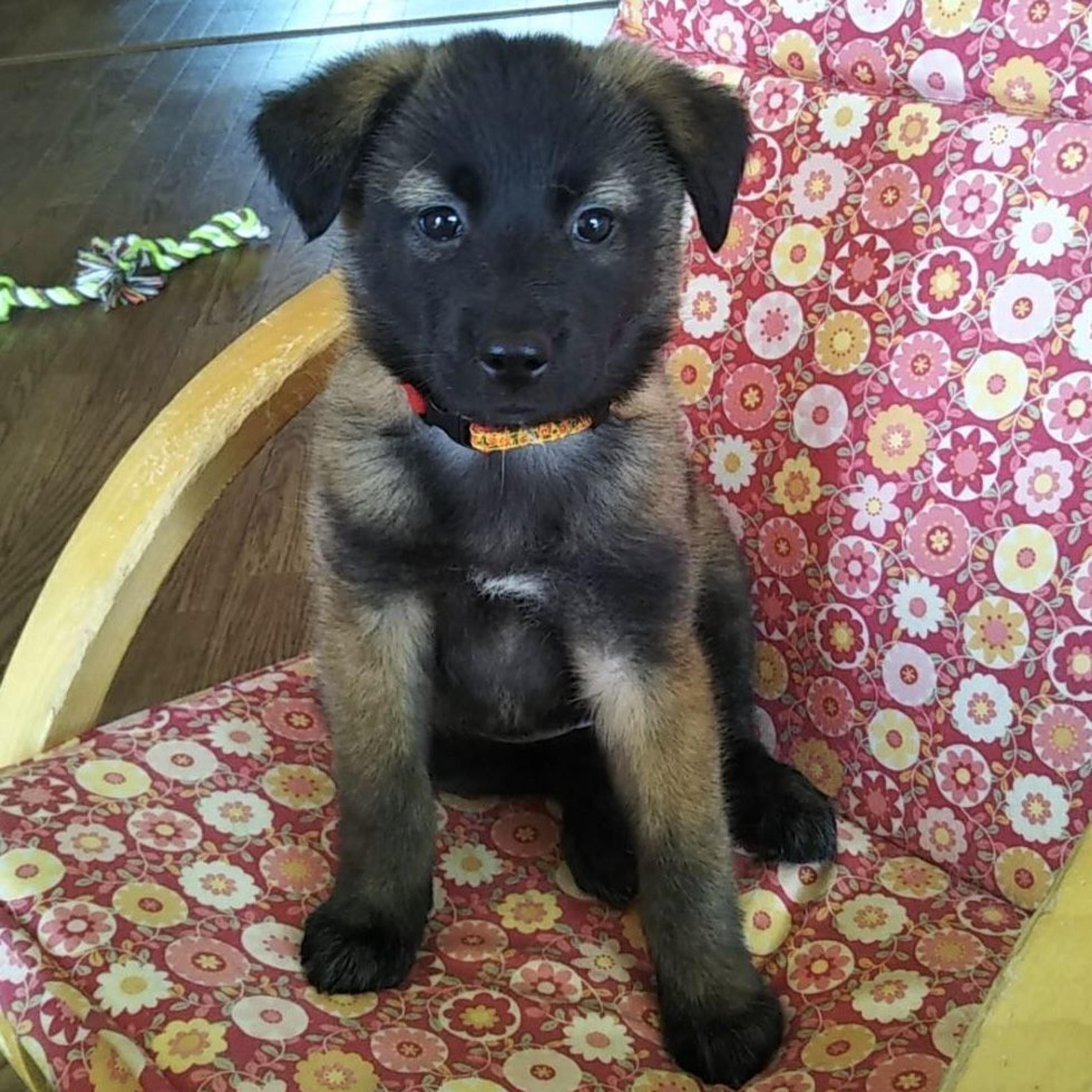 pet-image-2