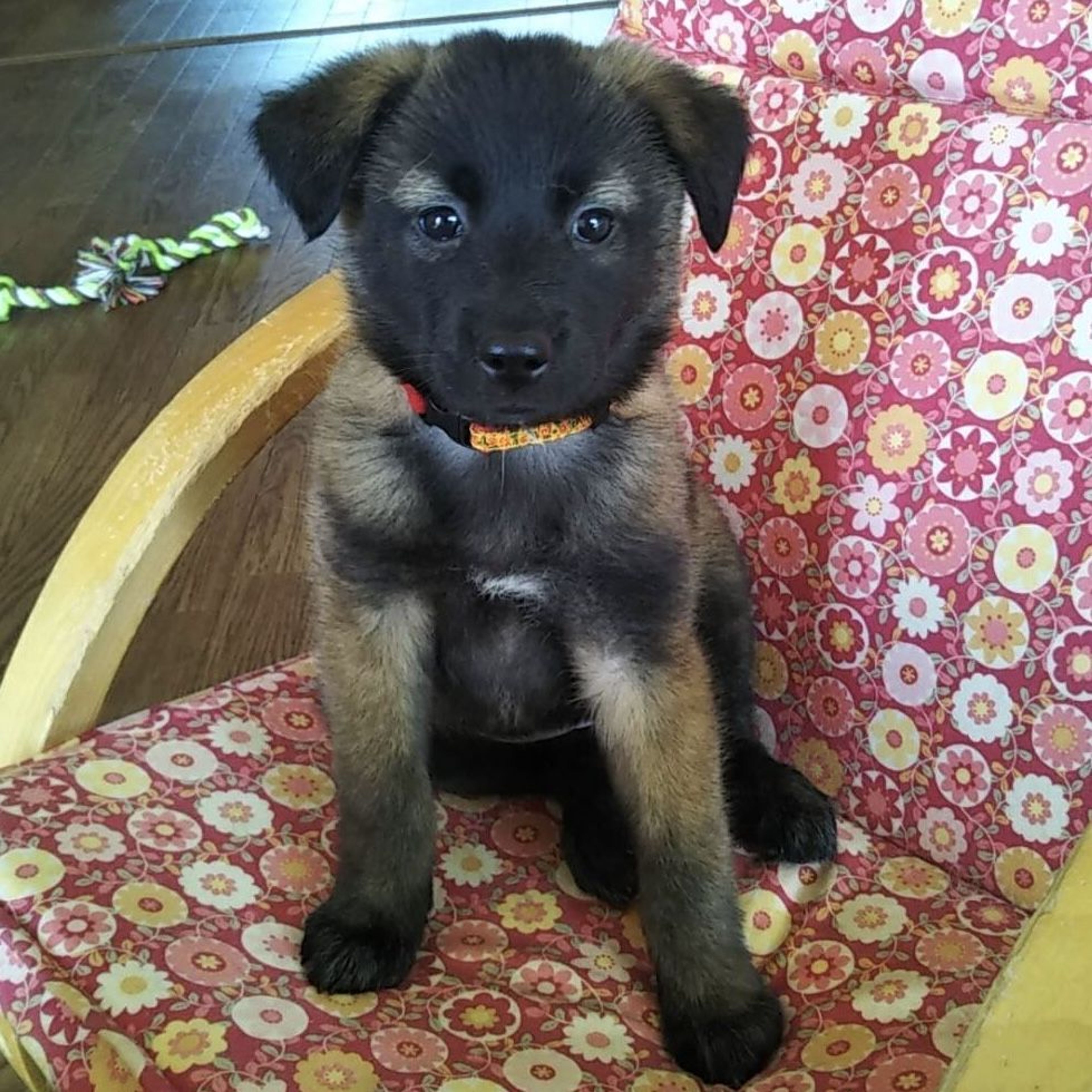 pet-image-2
