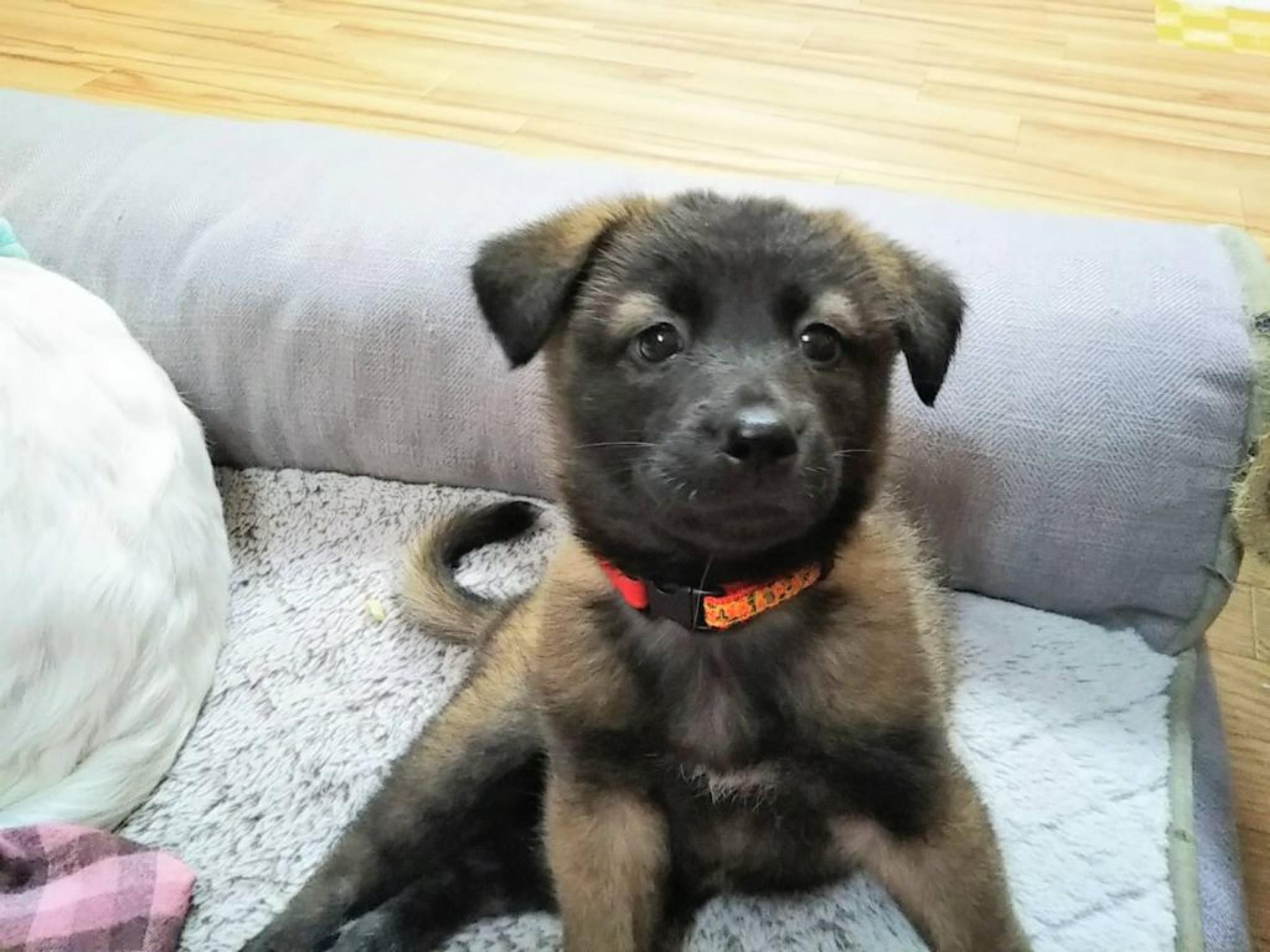 pet-image-3