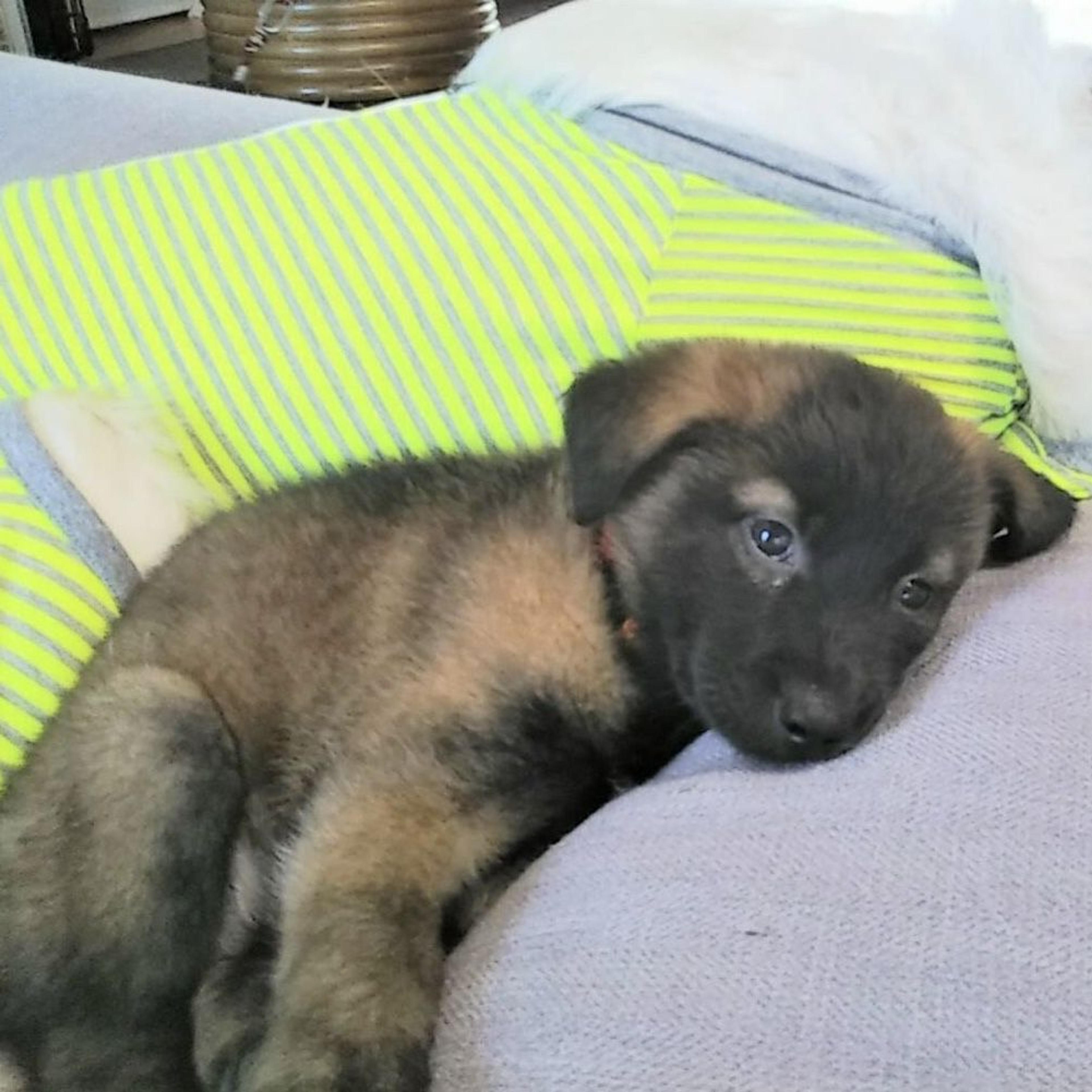 pet-image-4