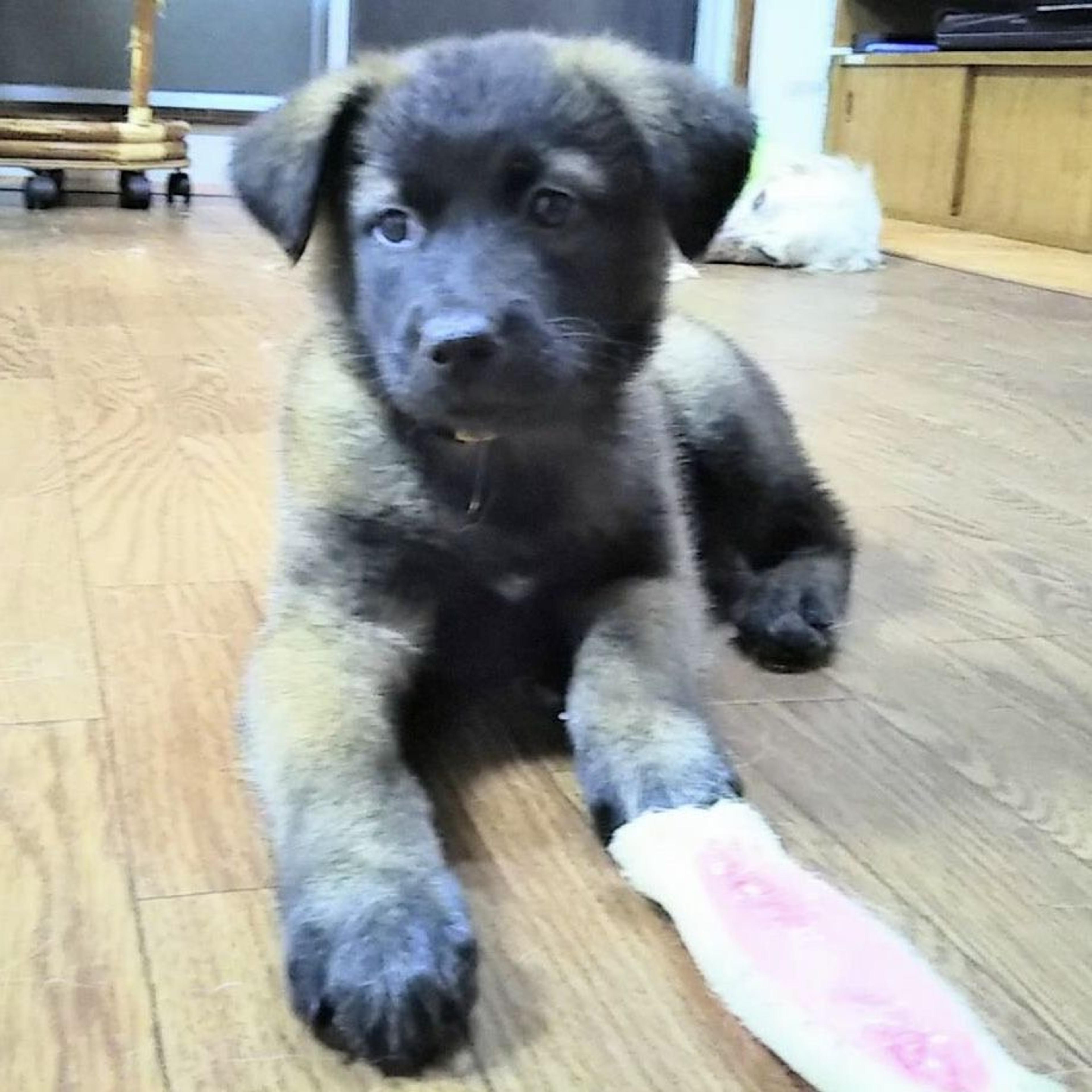 pet-image-6