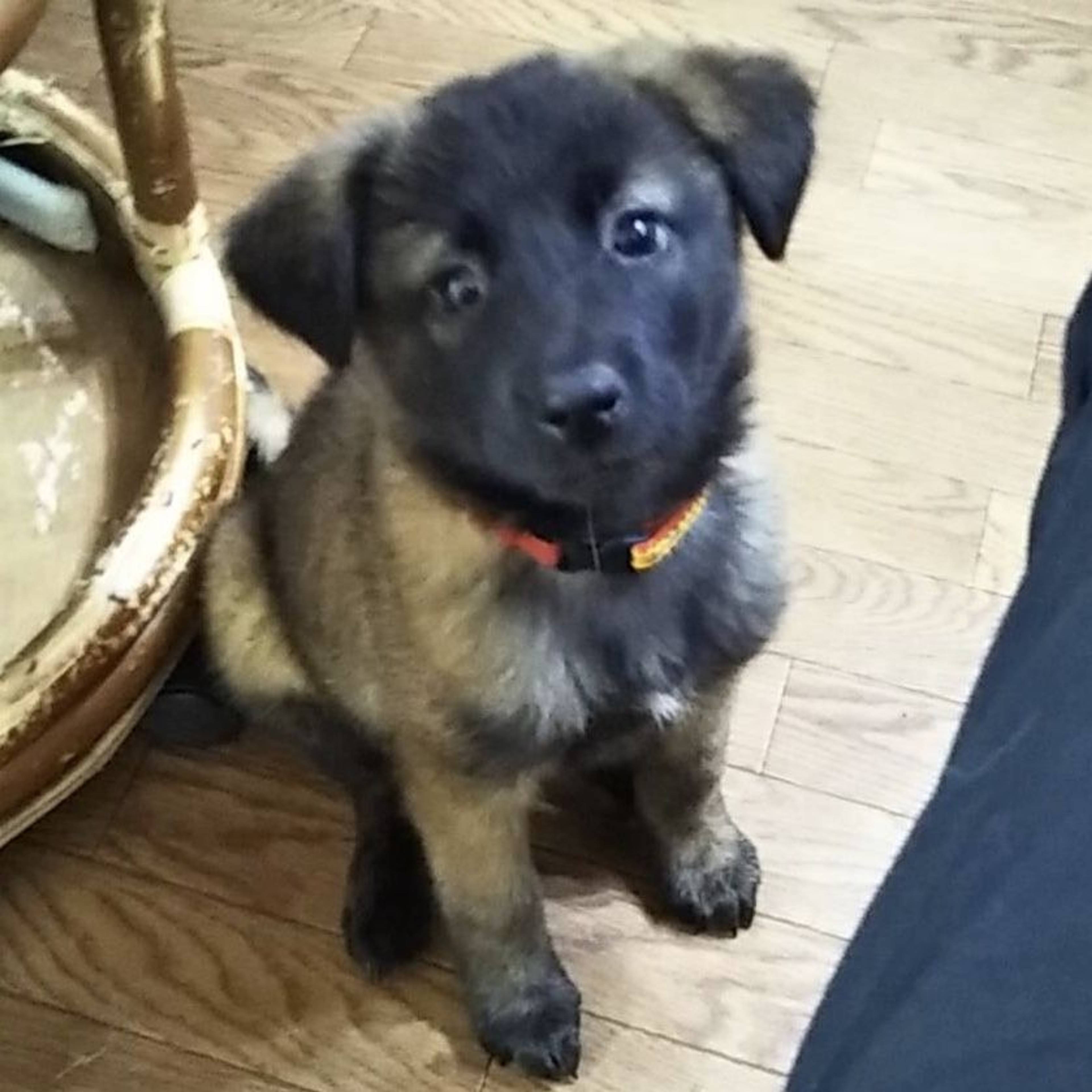 雑種（ミックス犬）・メスの里親募集の写真
