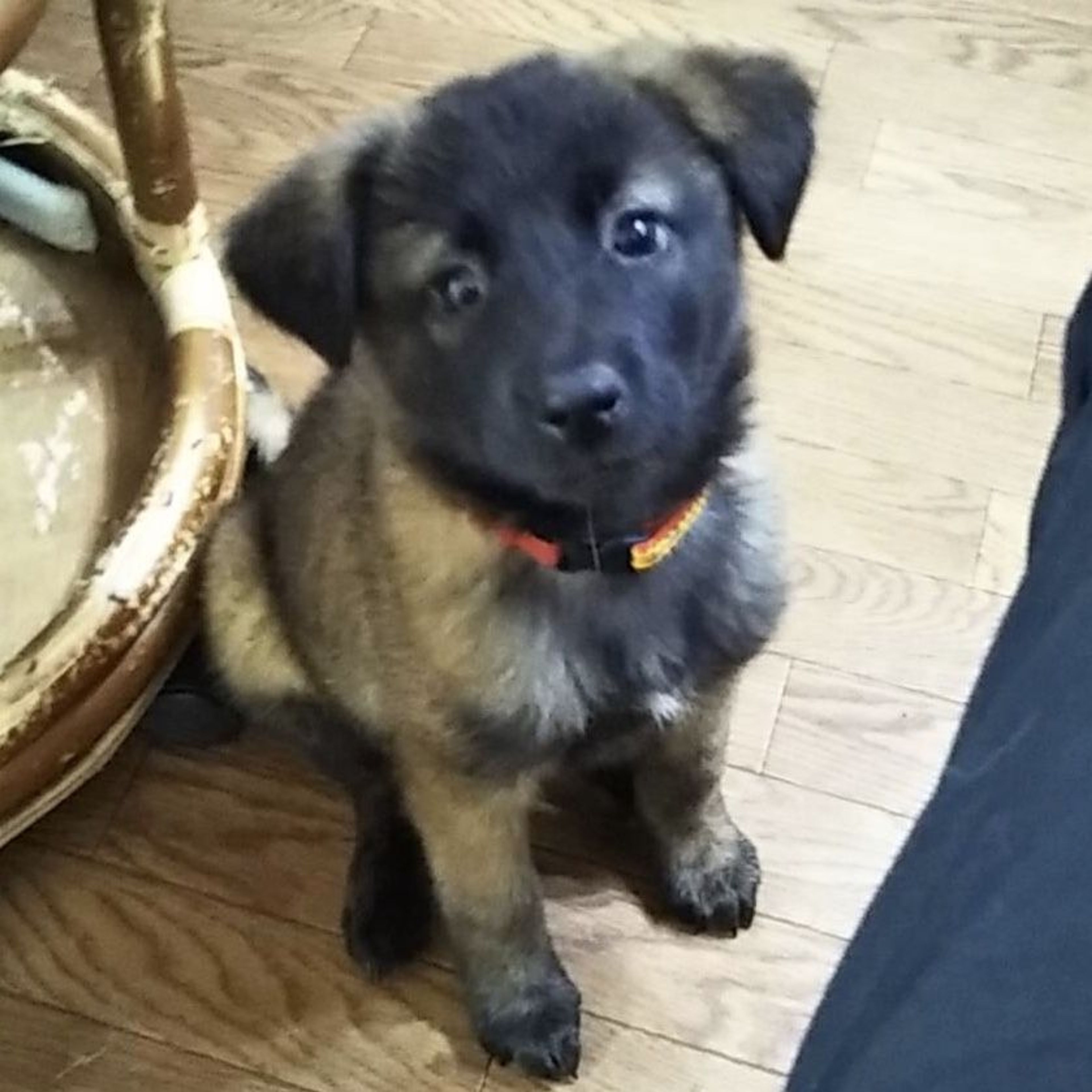 雑種（ミックス犬）・メスの里親募集の写真