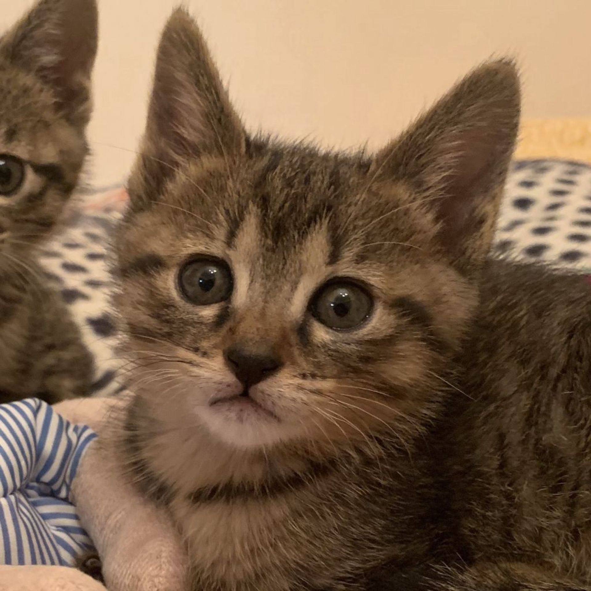 雑種（ミックス猫）・オスの里親募集の写真