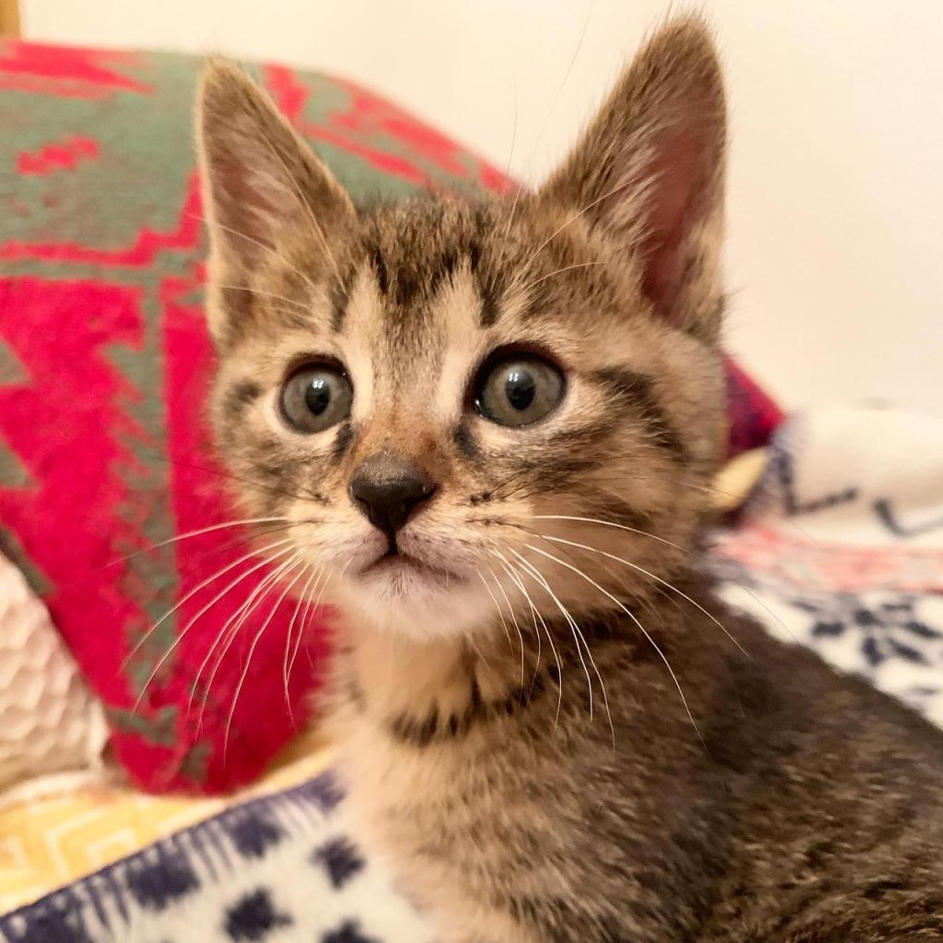 pet-image-4