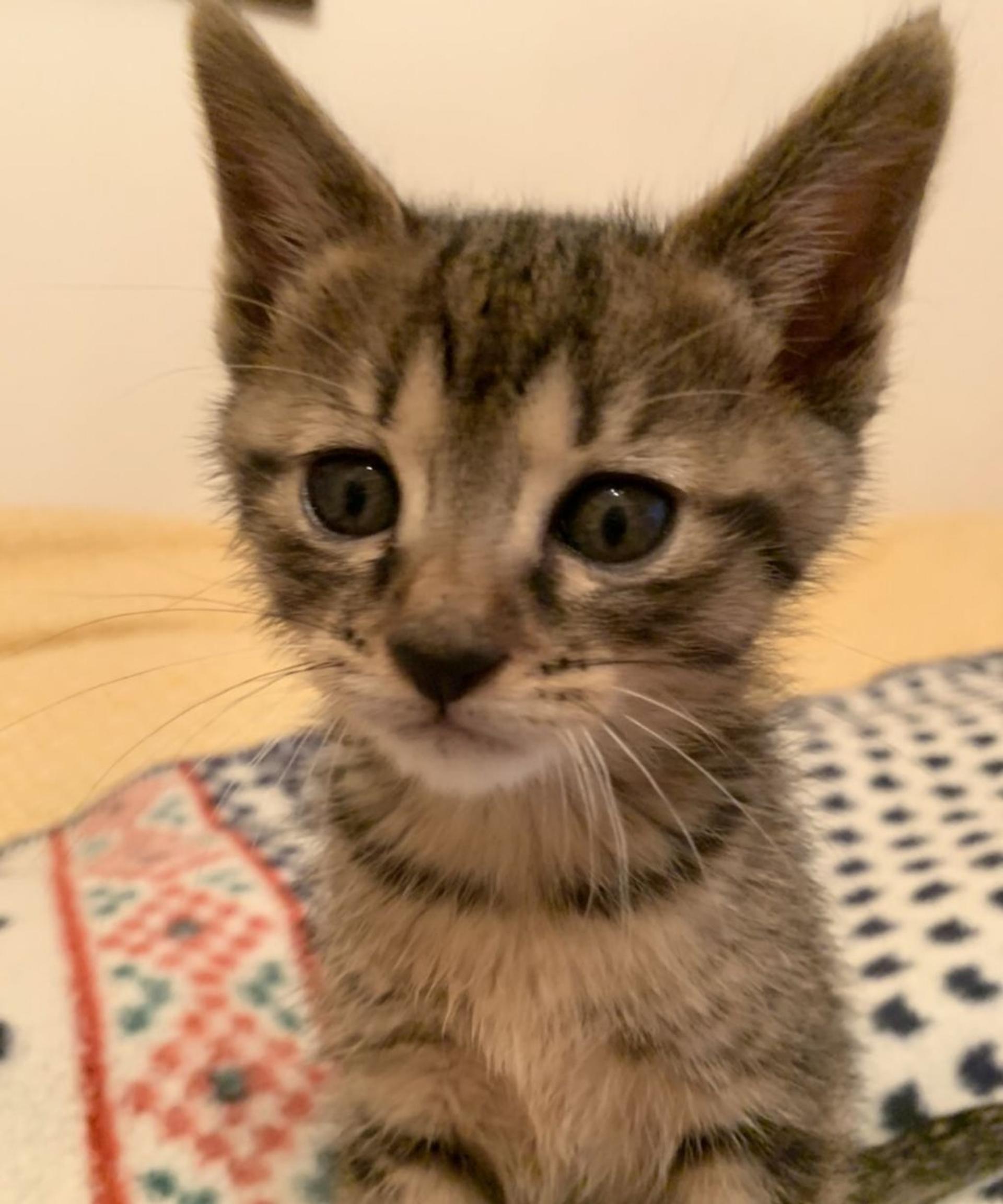 pet-image-6