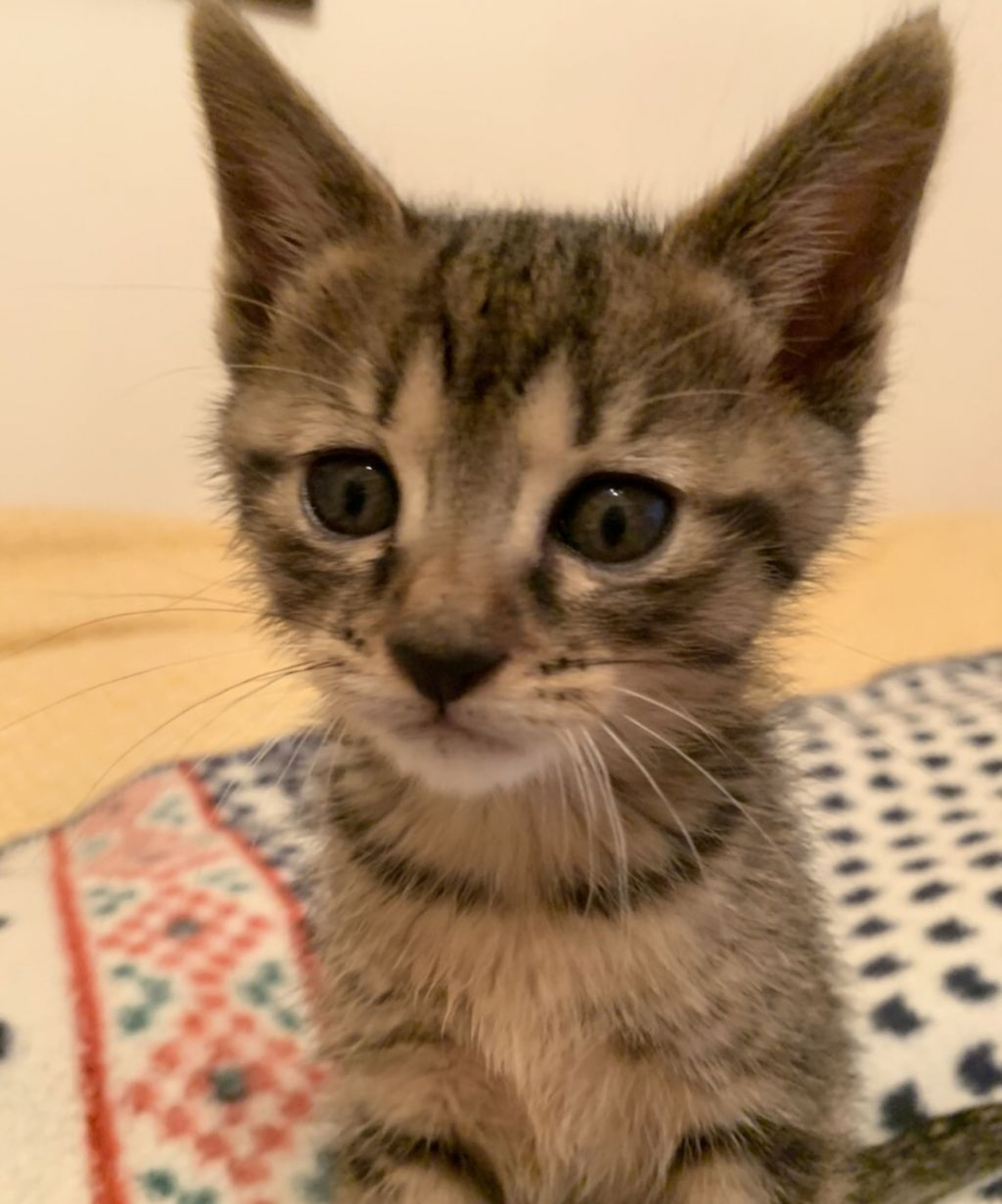 pet-image-6