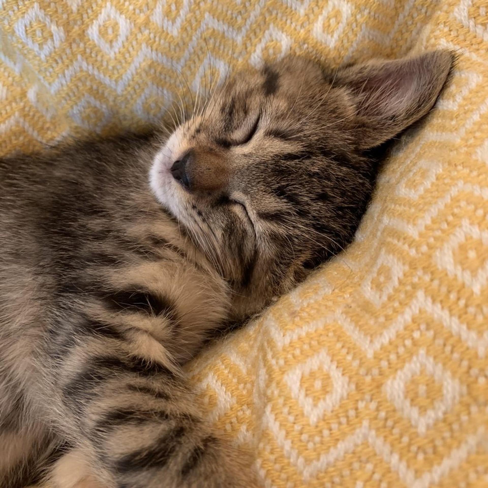 pet-image-9