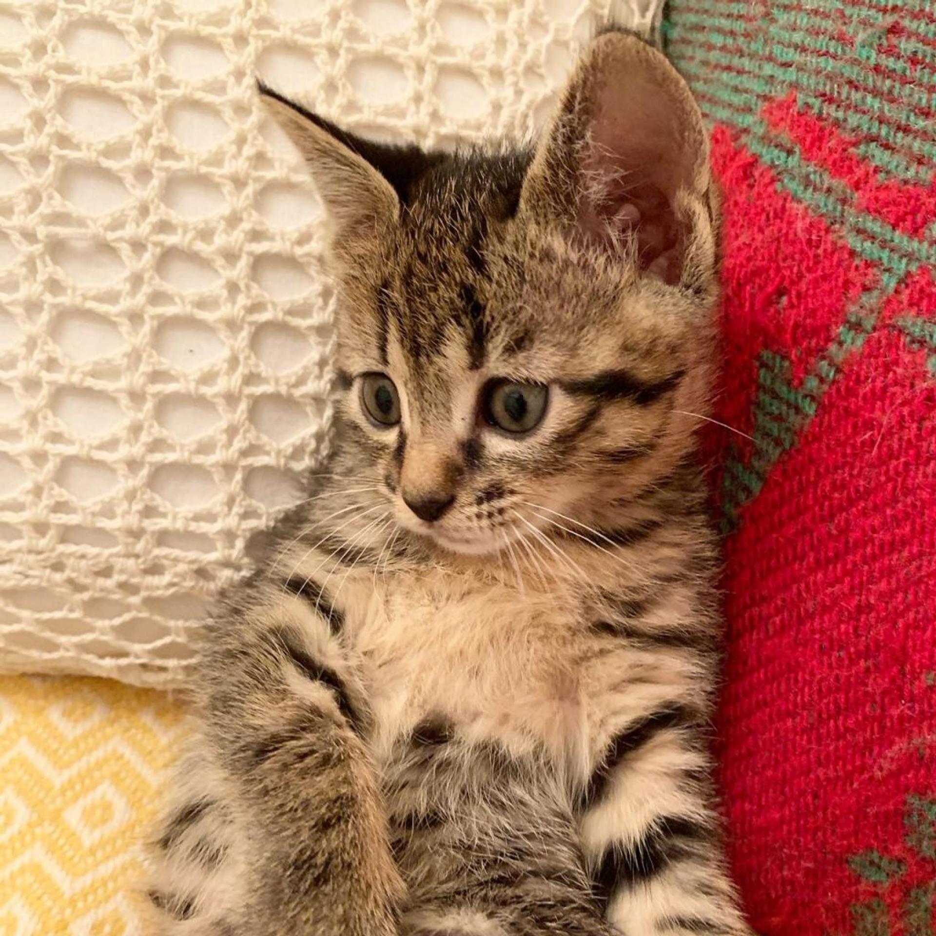 pet-image-4