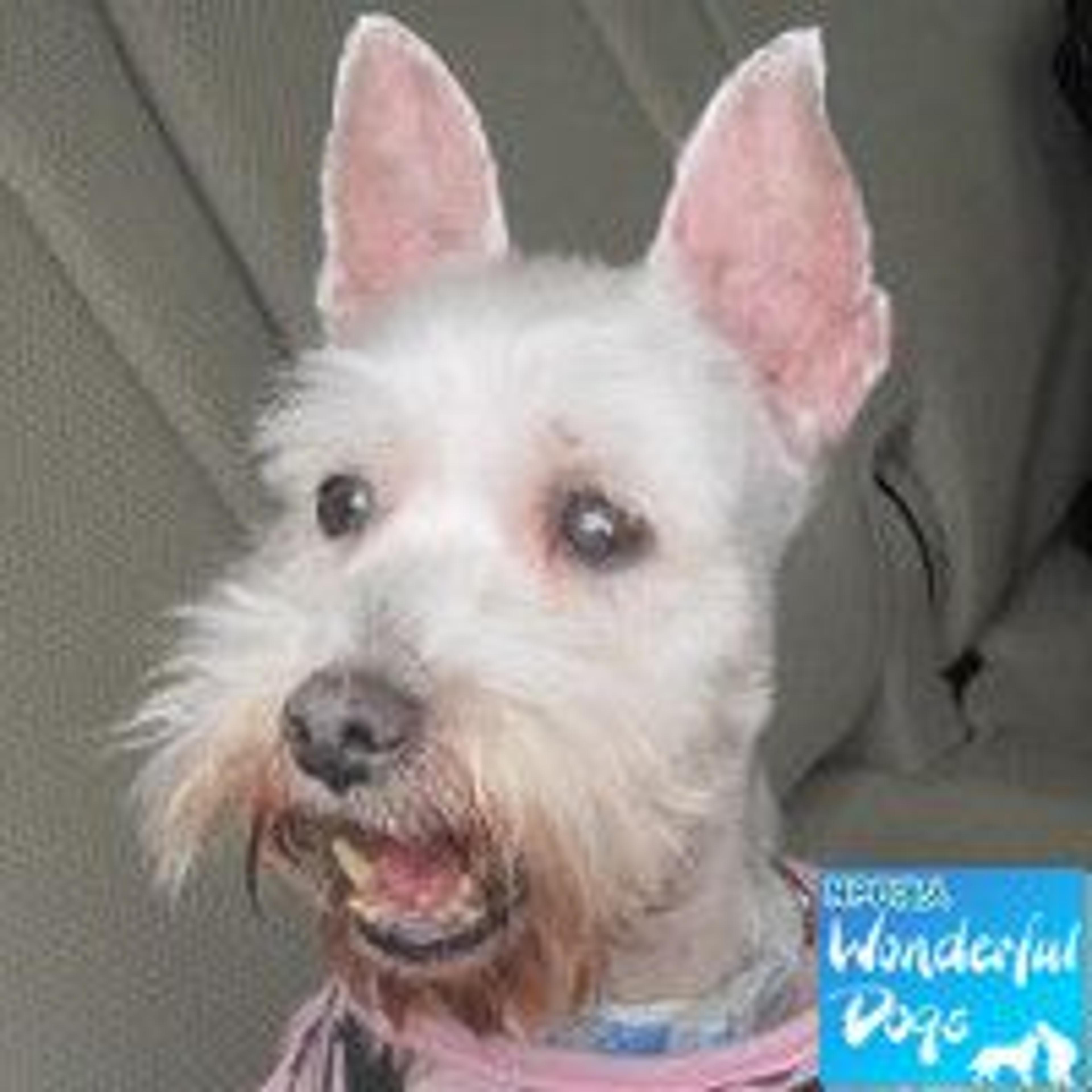 pet-image-2