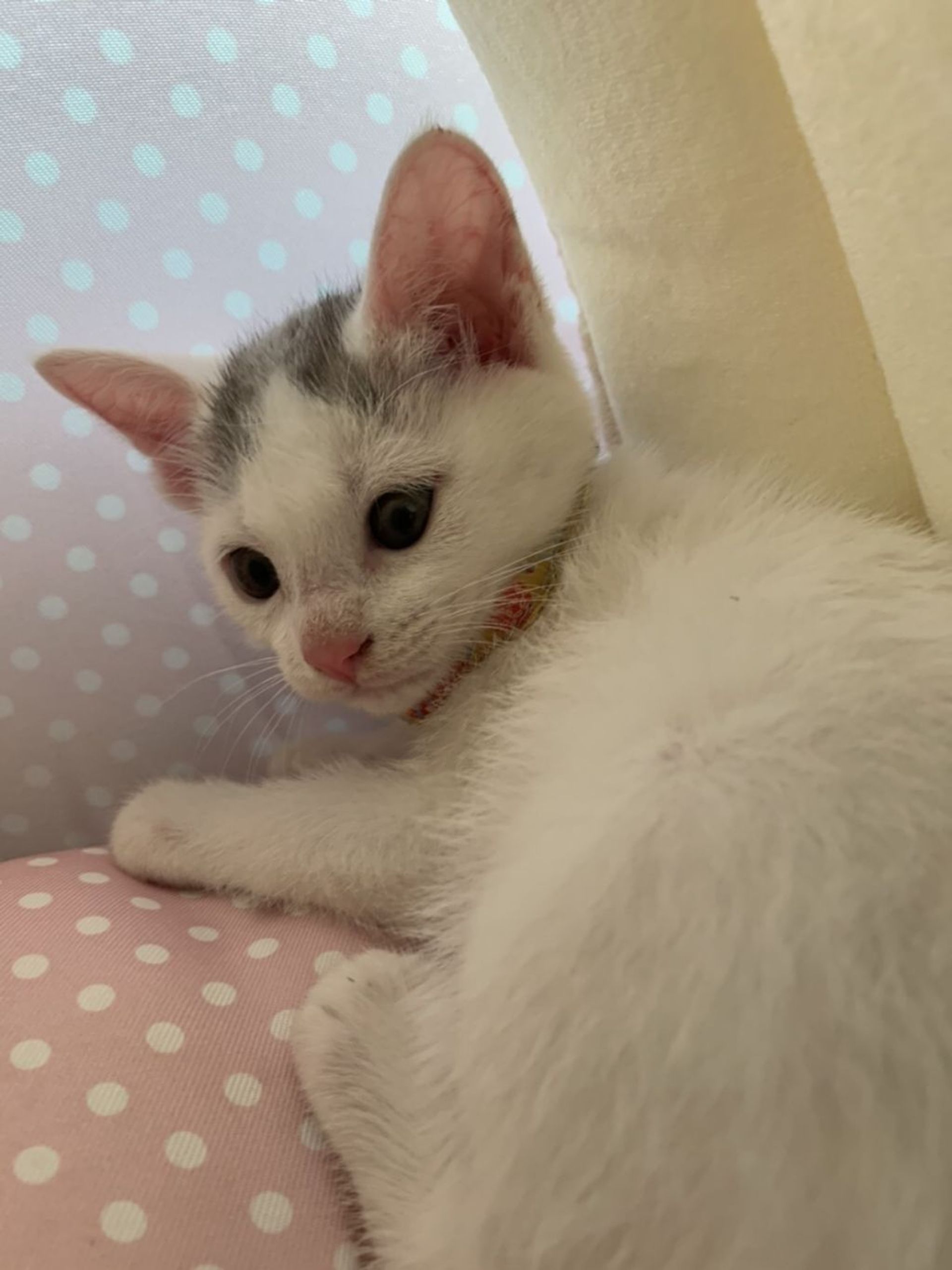 雑種（ミックス猫）・メスの里親募集の写真