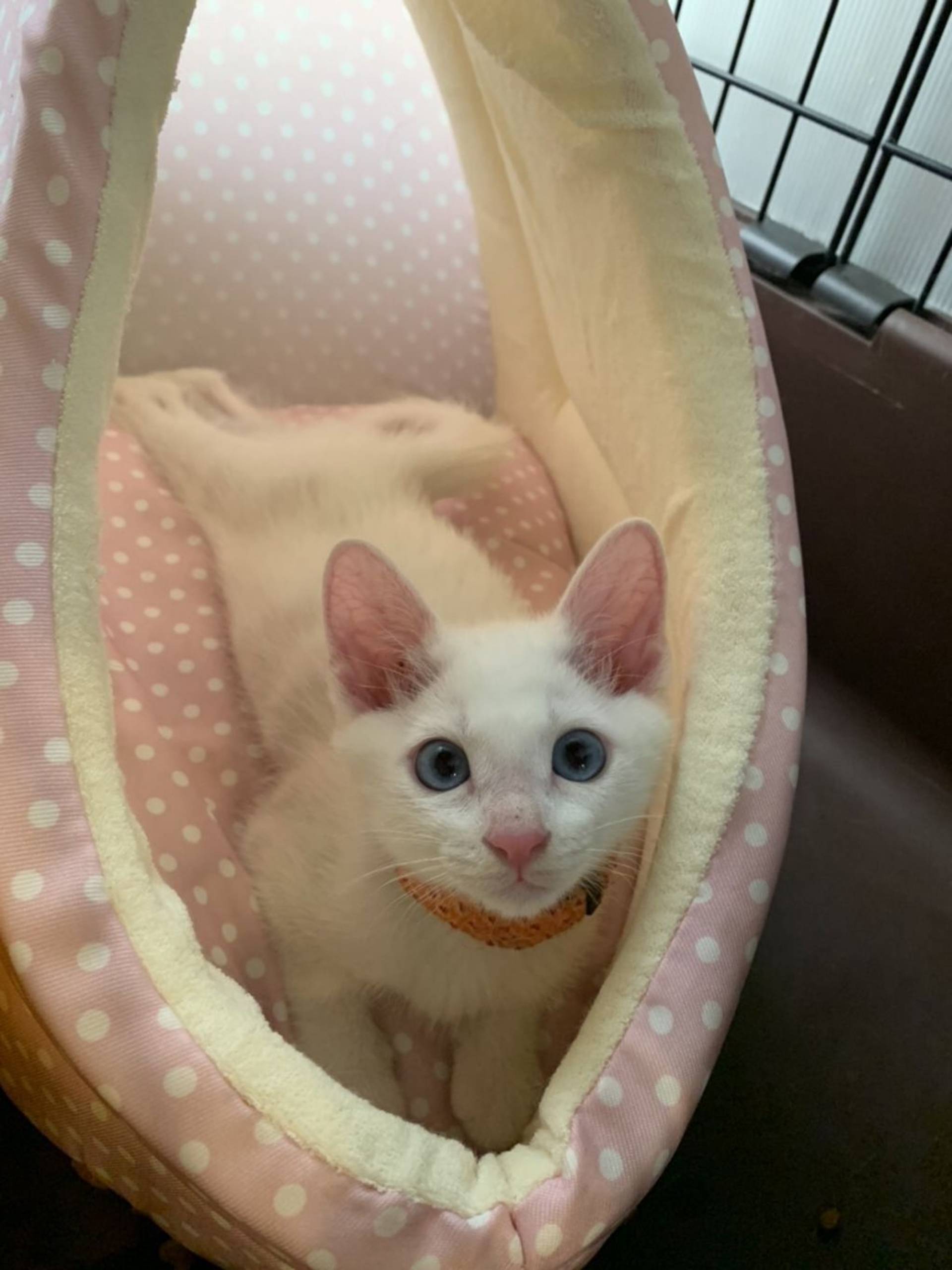 雑種（ミックス猫）・オスの里親募集の写真
