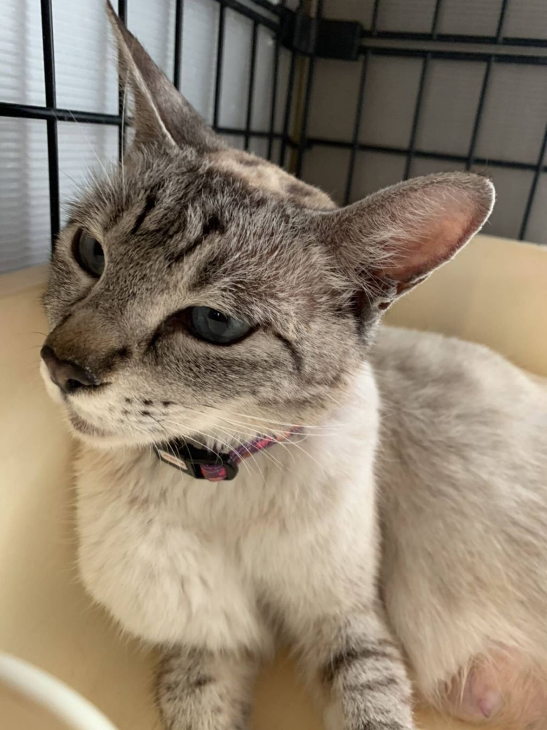 雑種（ミックス猫）・メスの里親募集の写真