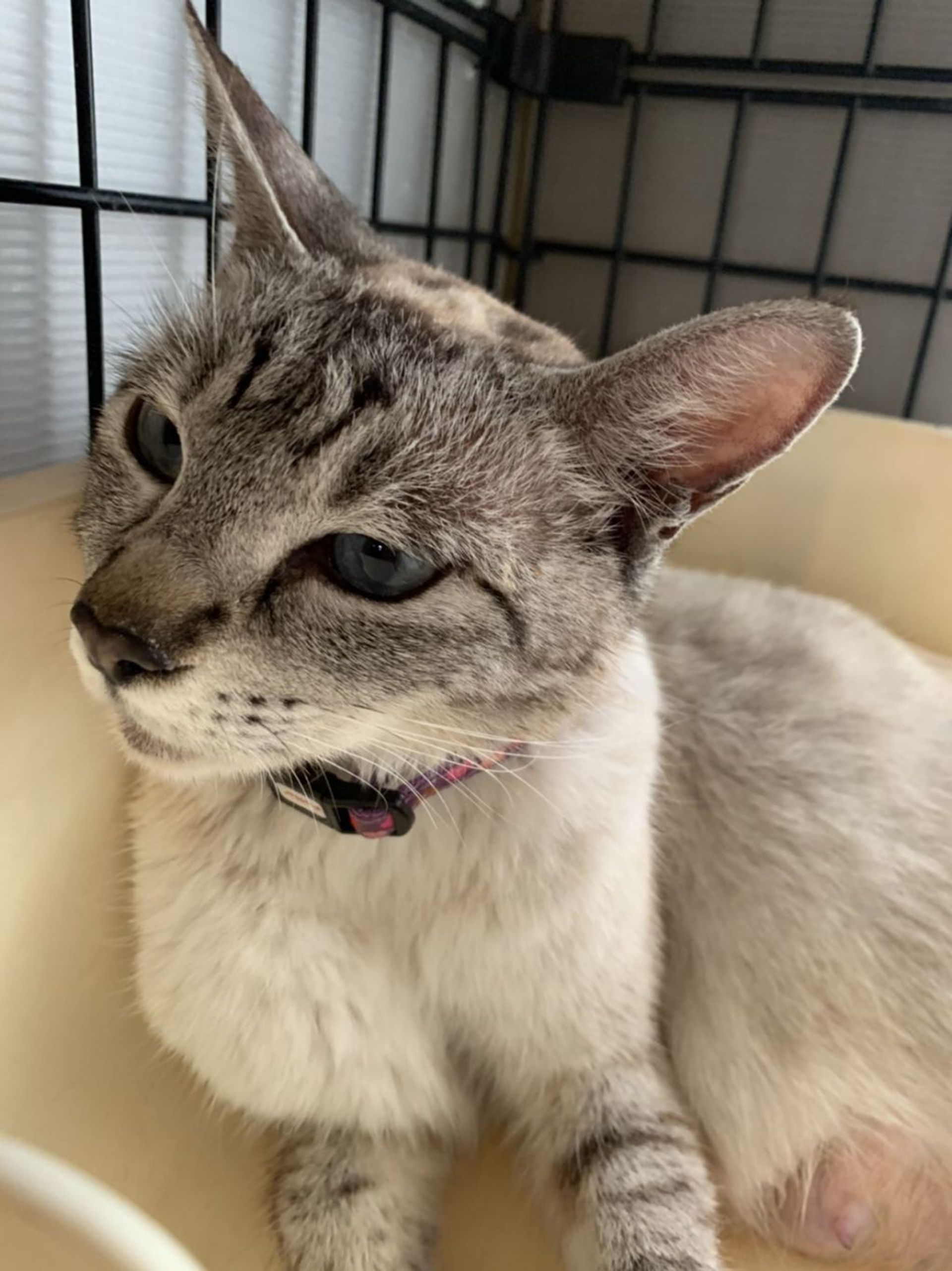 雑種（ミックス猫）・メスの里親募集の写真