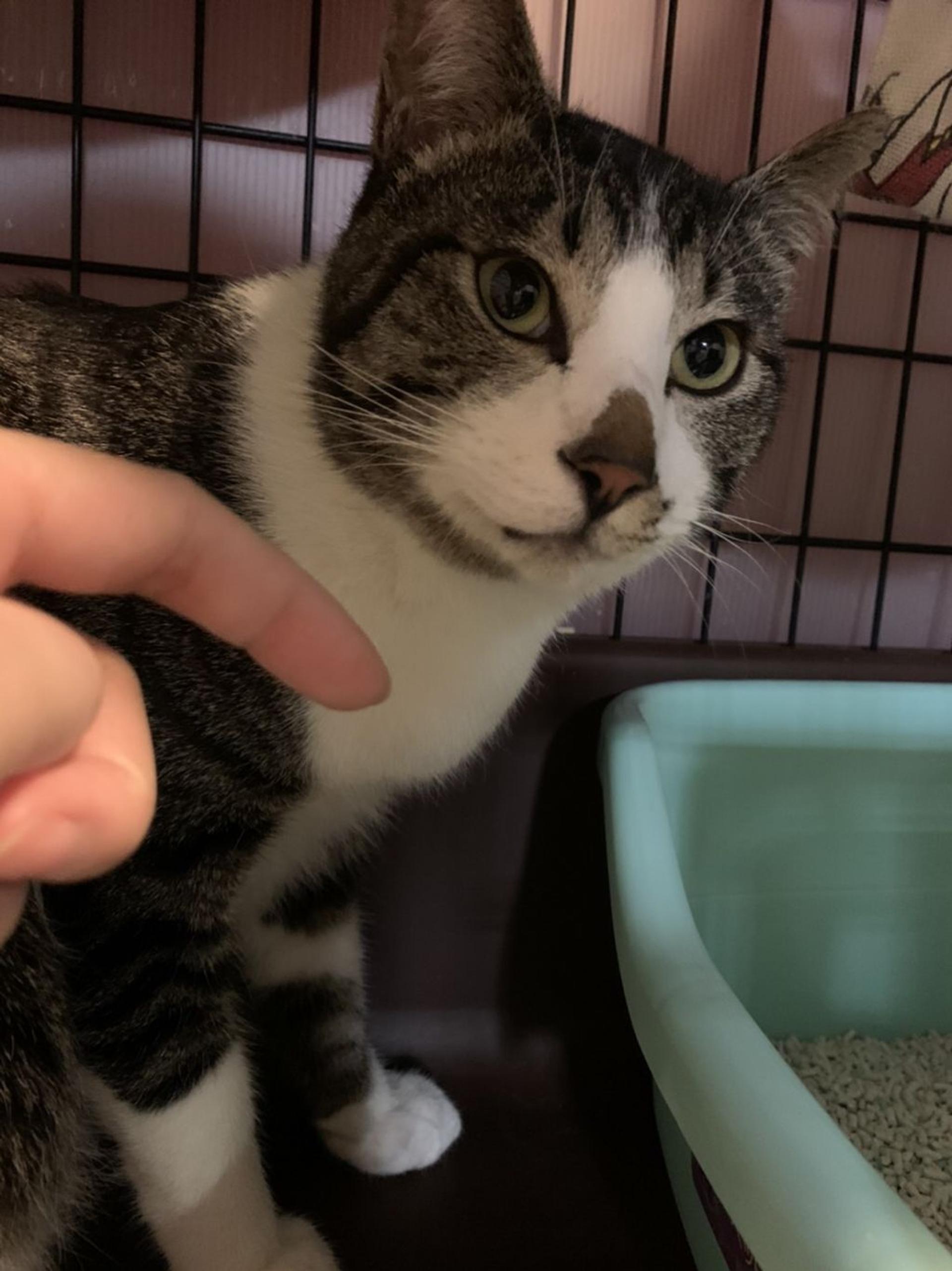 pet-image-2