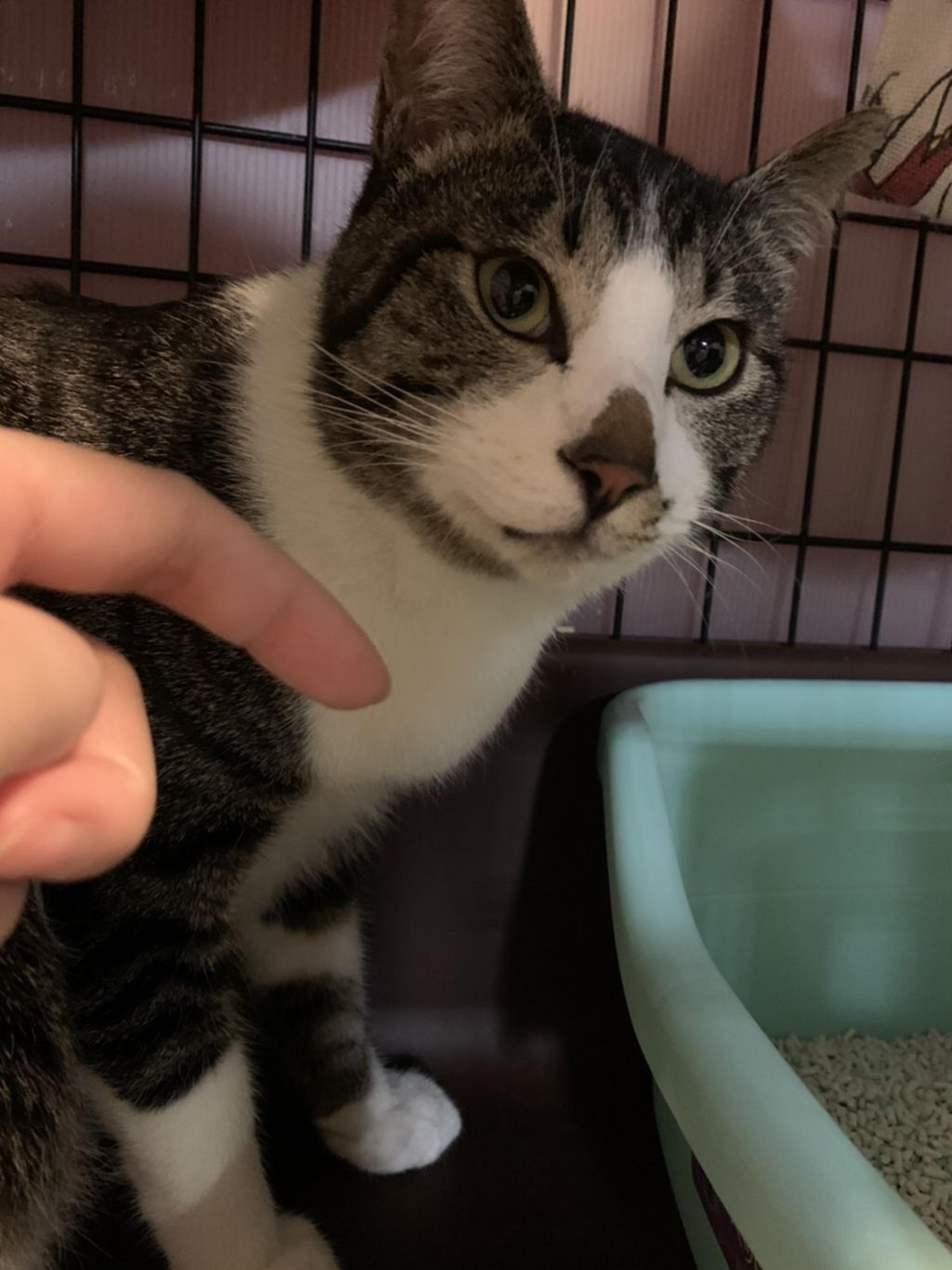 pet-image-2