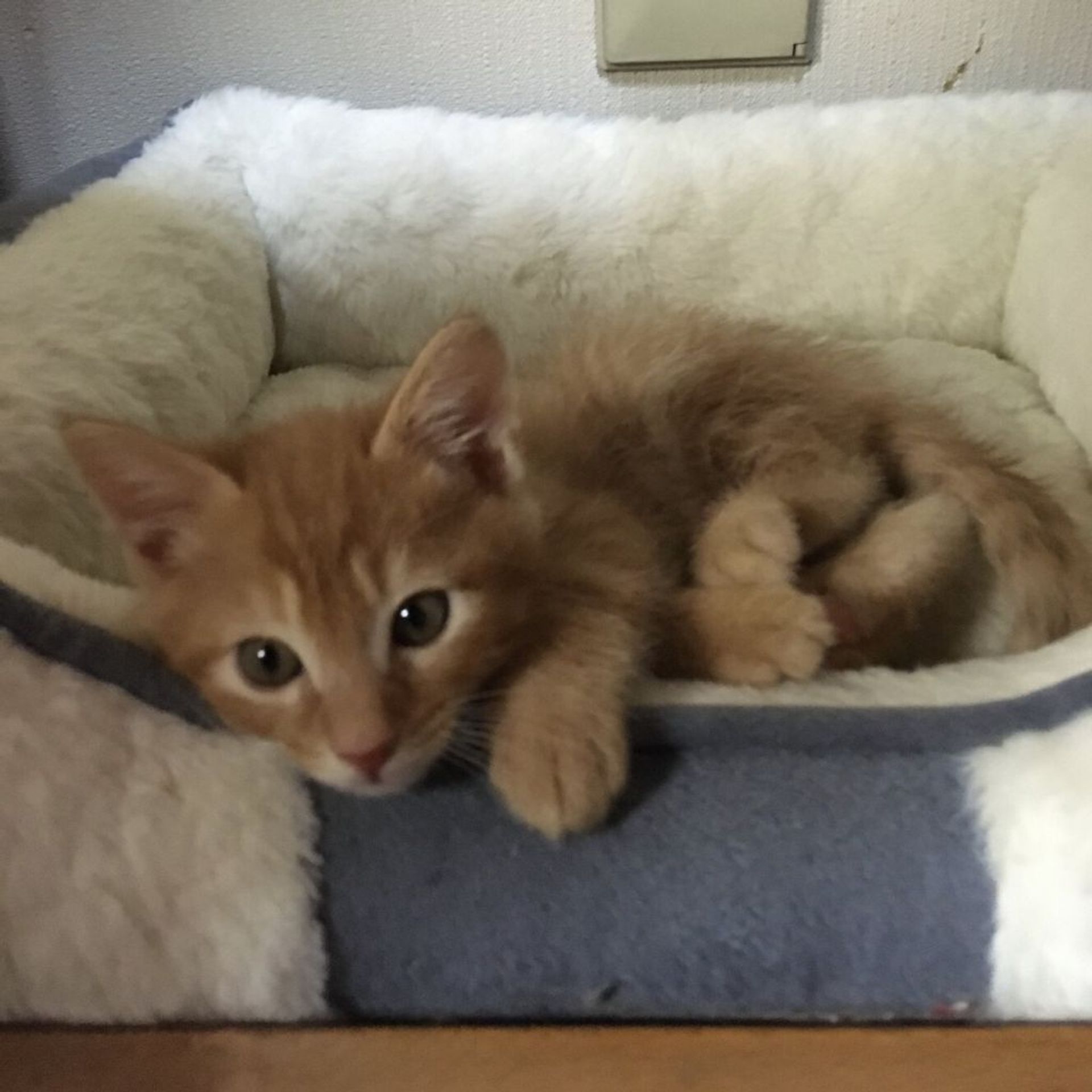 雑種（ミックス猫）・オスの里親募集の写真