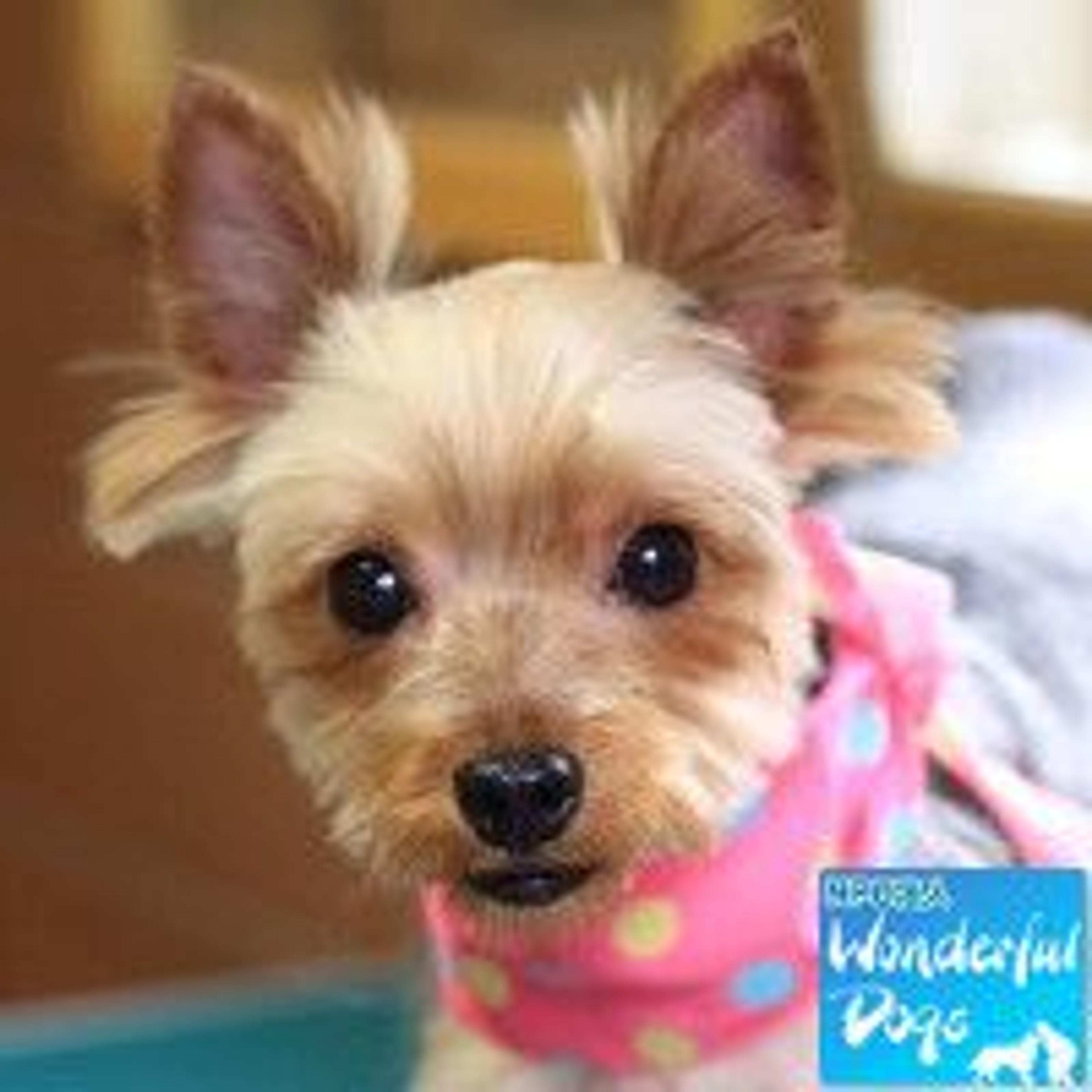 pet-image-2