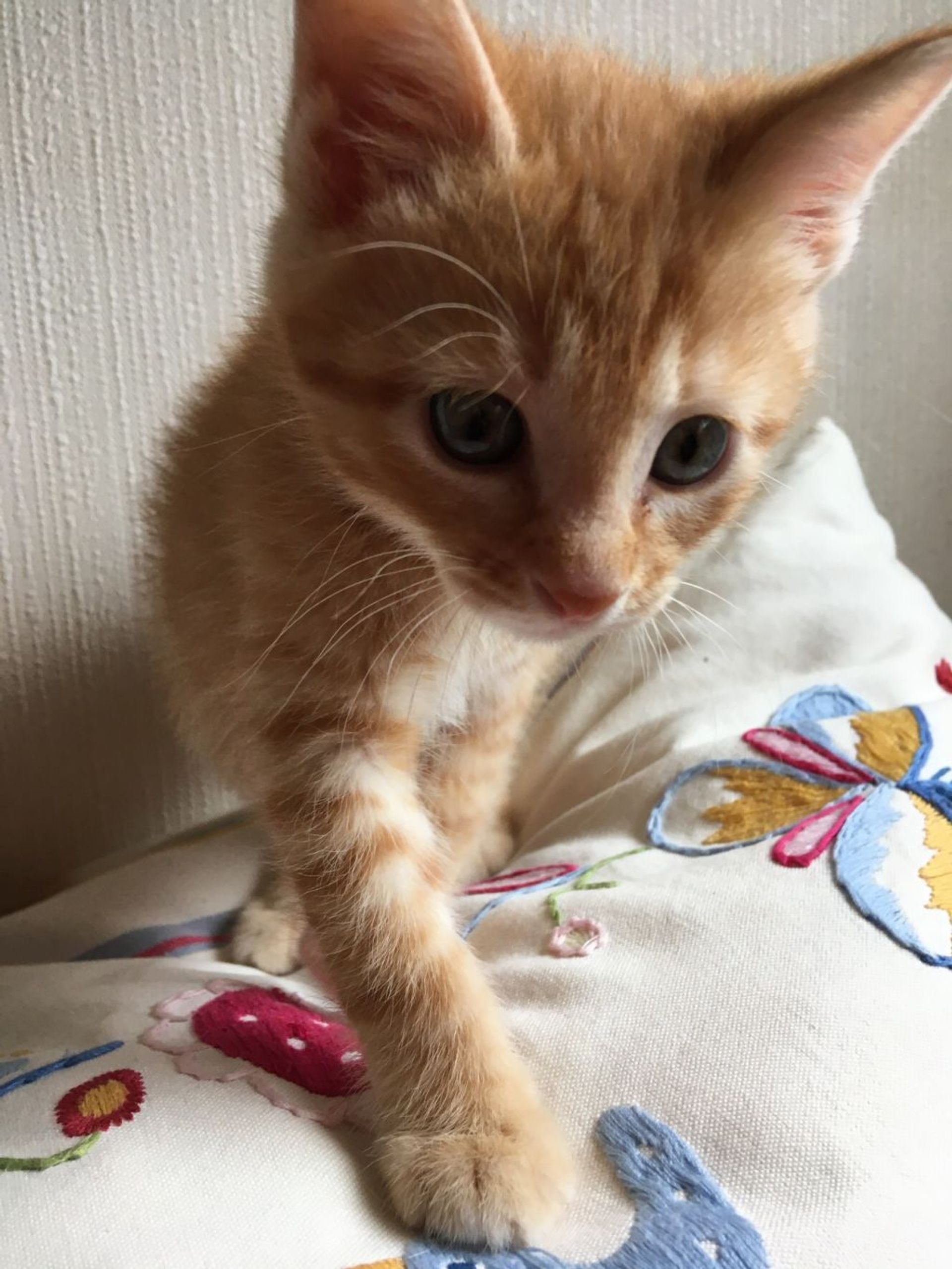 雑種（ミックス猫）・メスの里親募集の写真