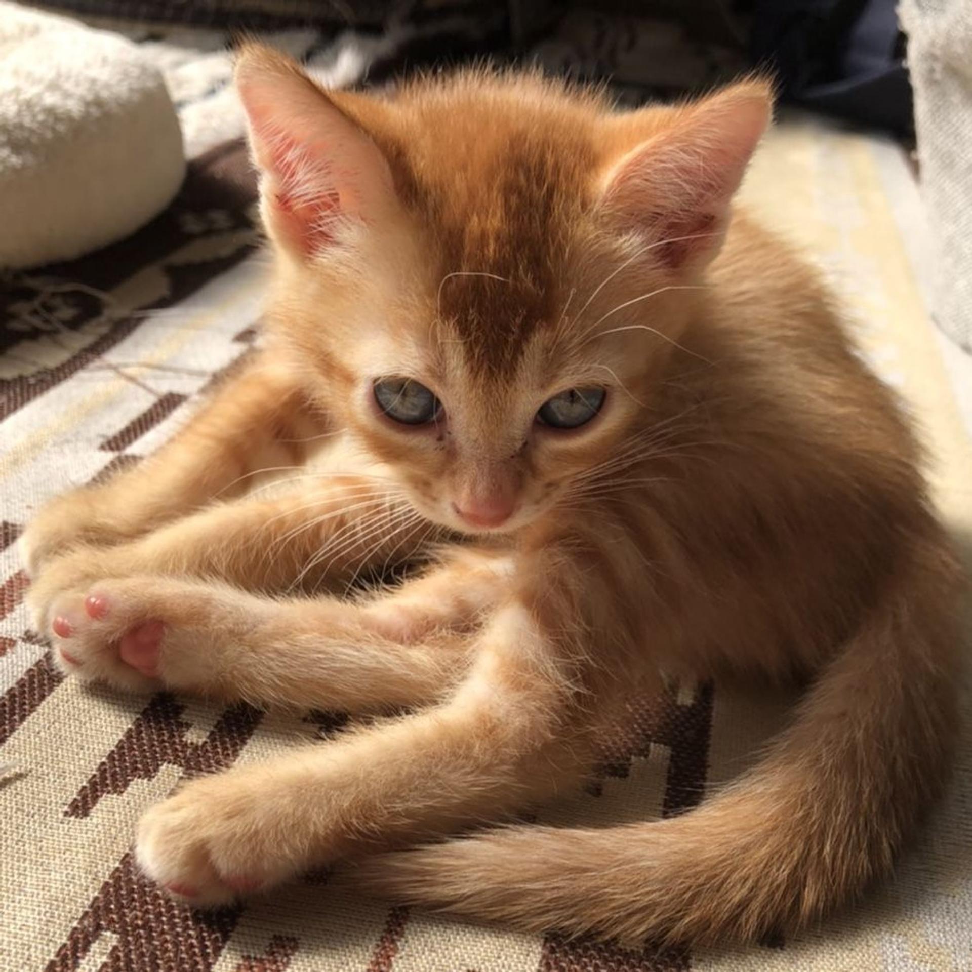 pet-image-3