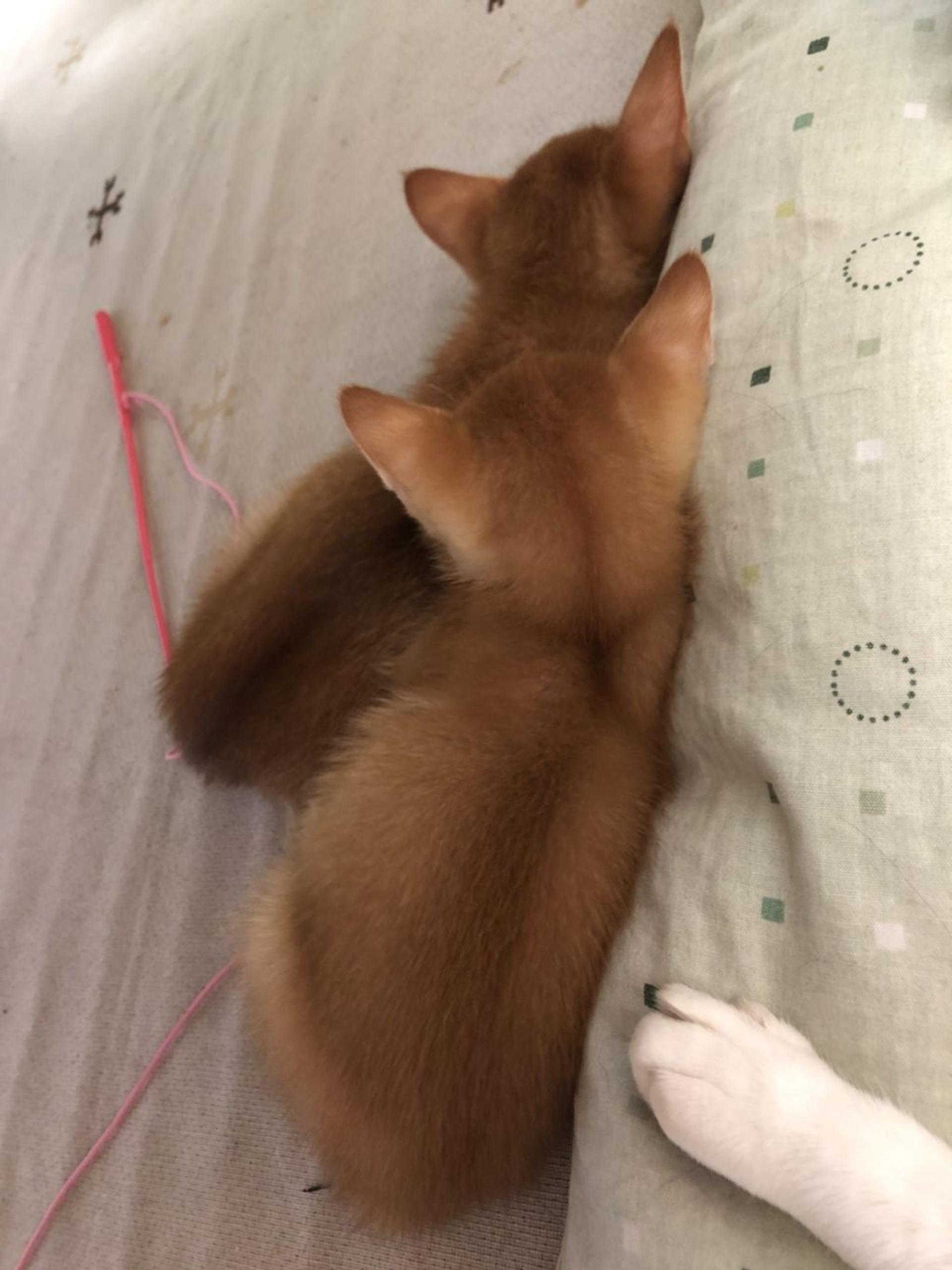 pet-image-4