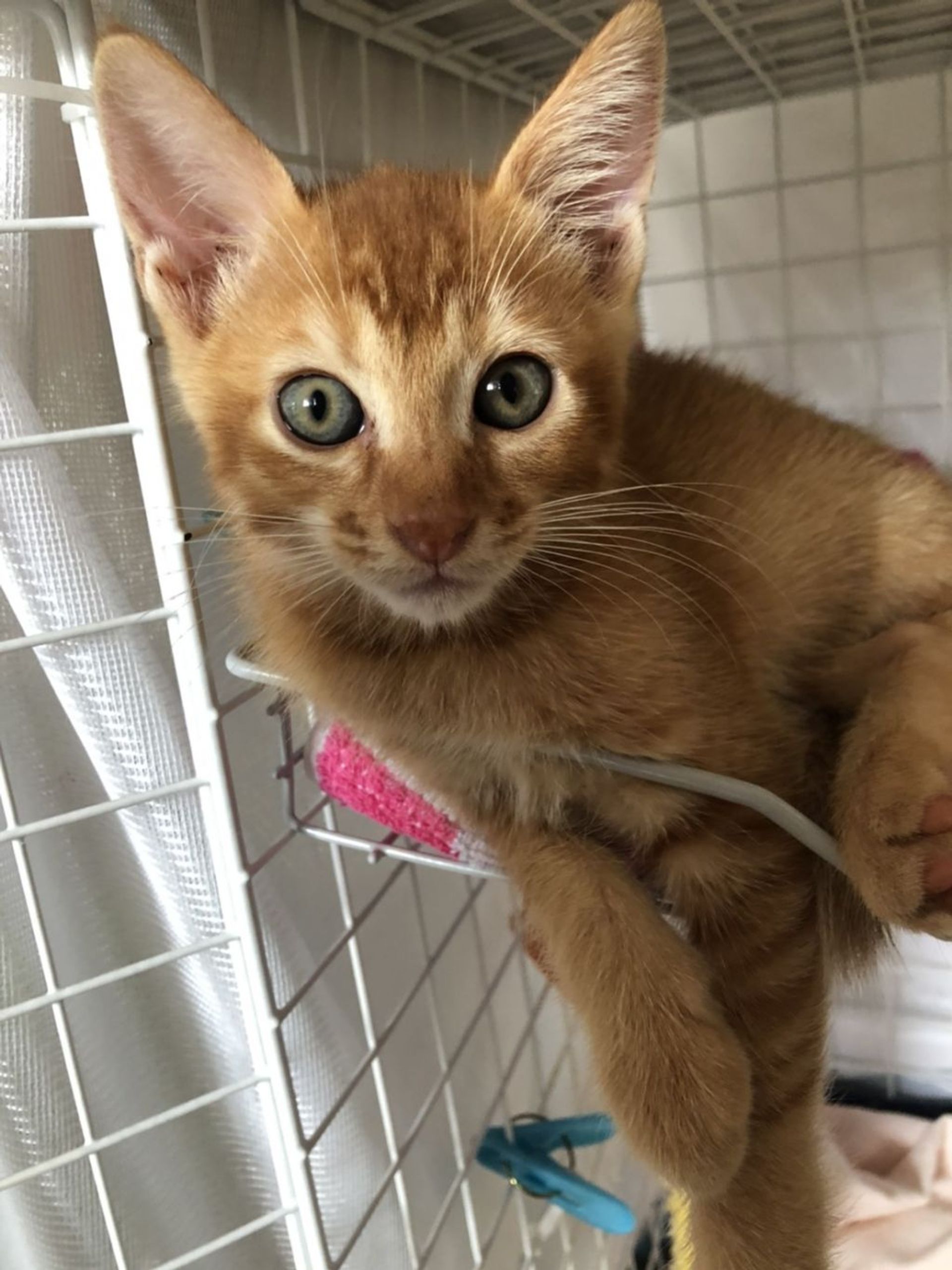 雑種（ミックス猫）・オスの里親募集の写真