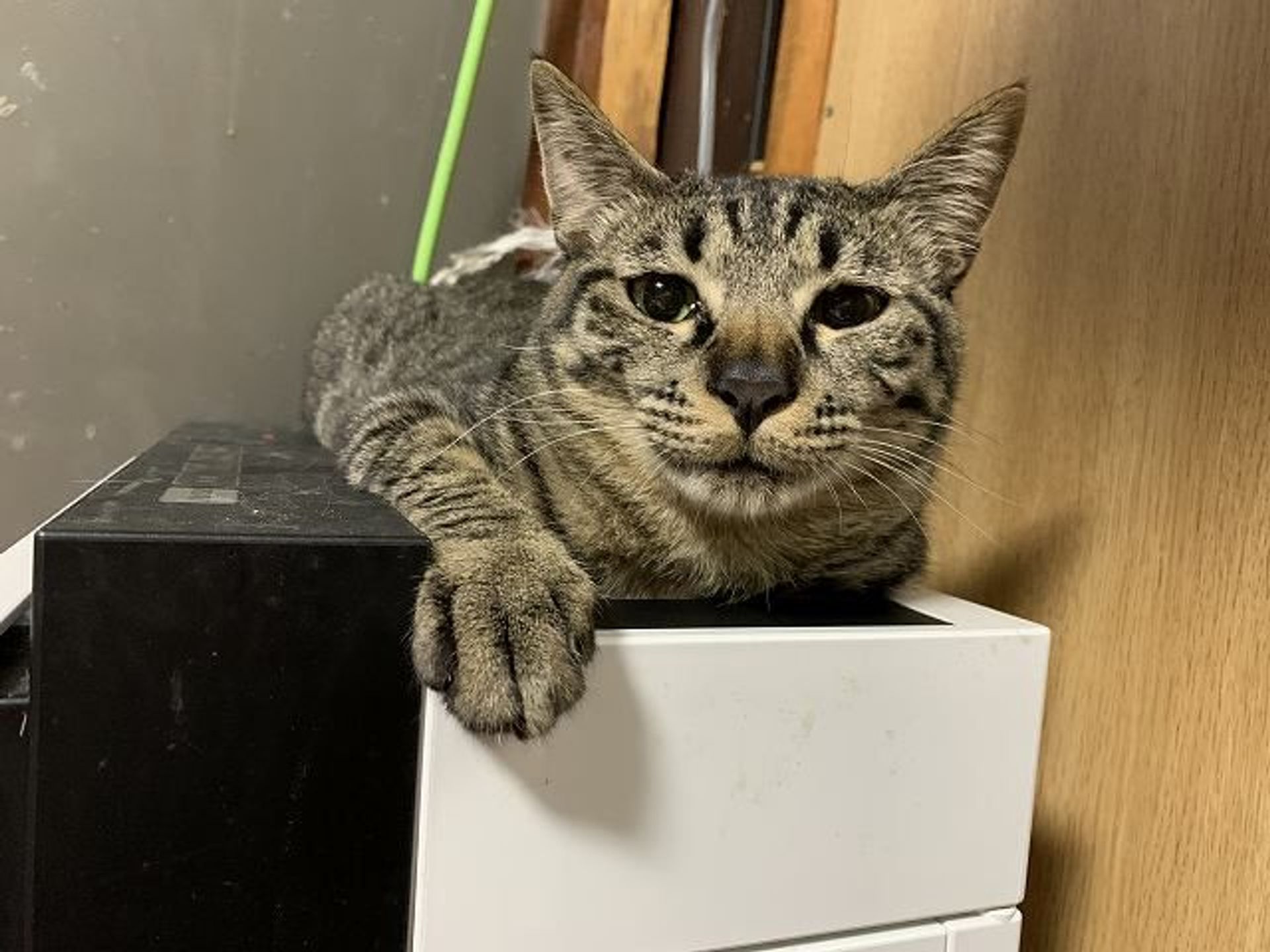 雑種（ミックス猫）・オスの里親募集の写真